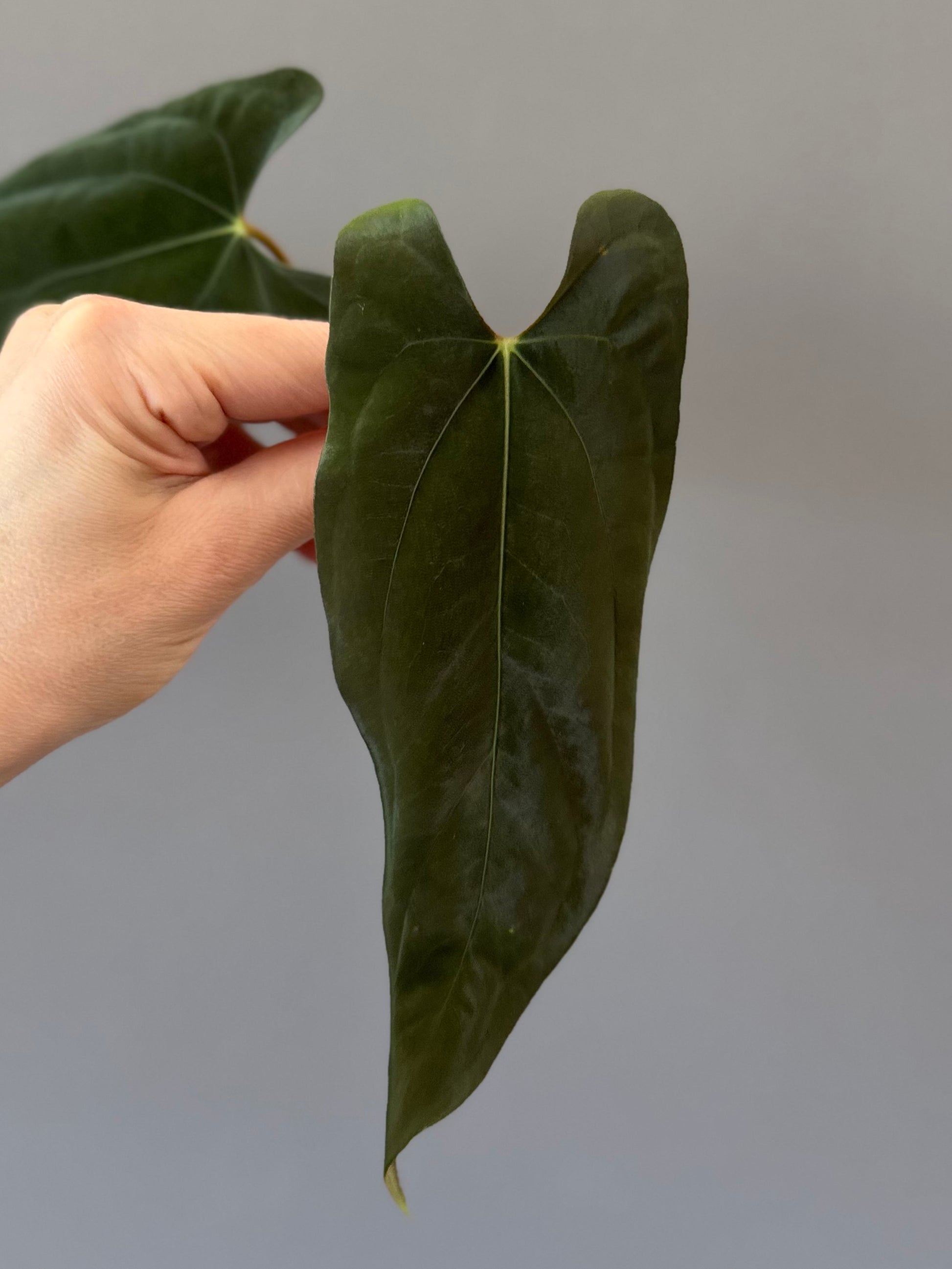 Anthurium FSxRL (by Jay Vannini) - Ableger