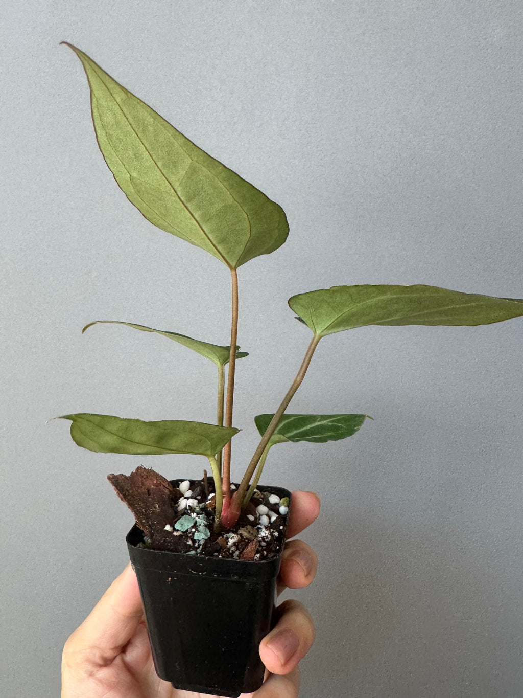 Anthurium crystallinum x (NSE Red Crystallinum x Carlablackiae)