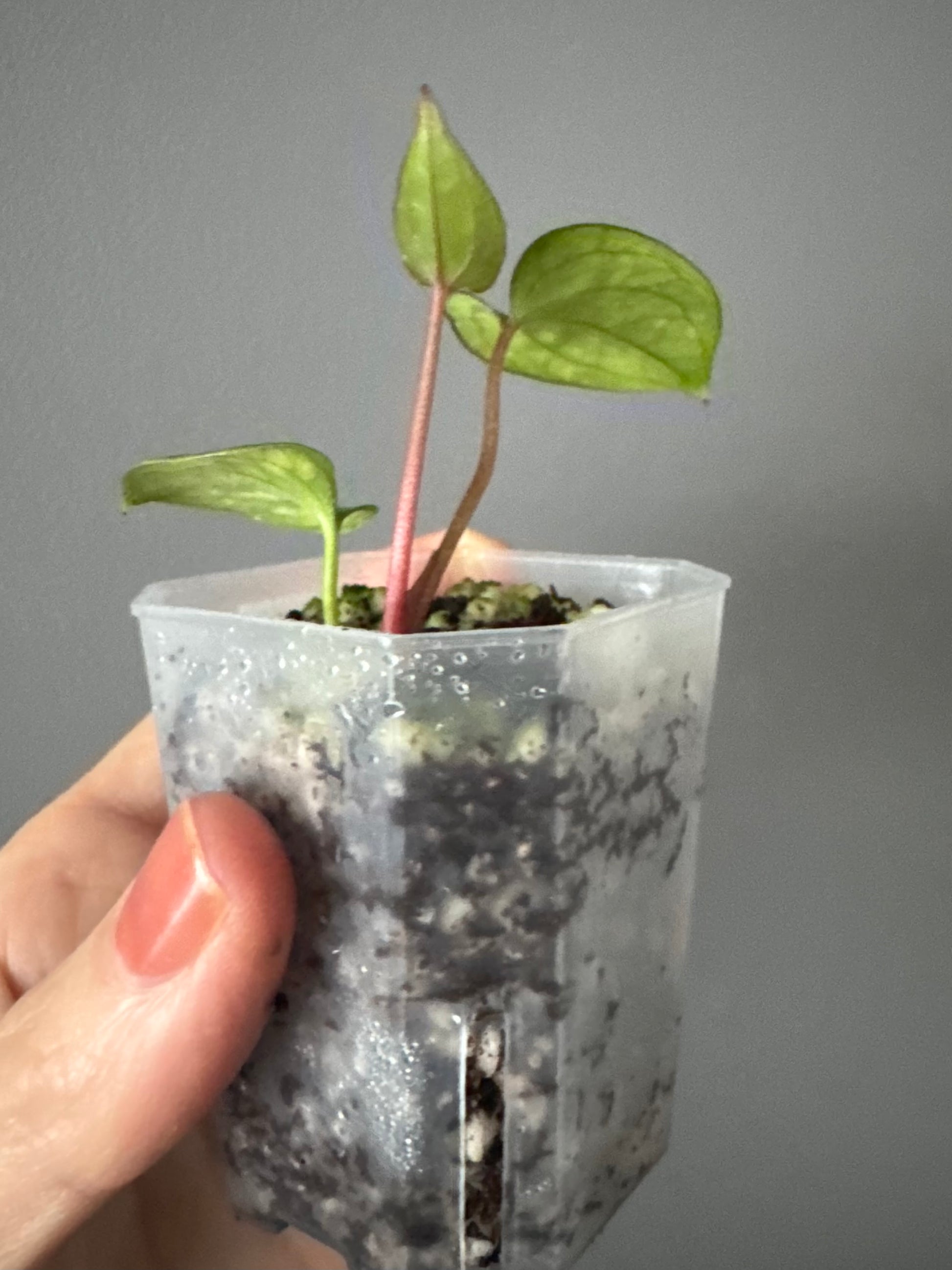 Anthurium RVDP - Red Vein Dark Phoenix - Klon