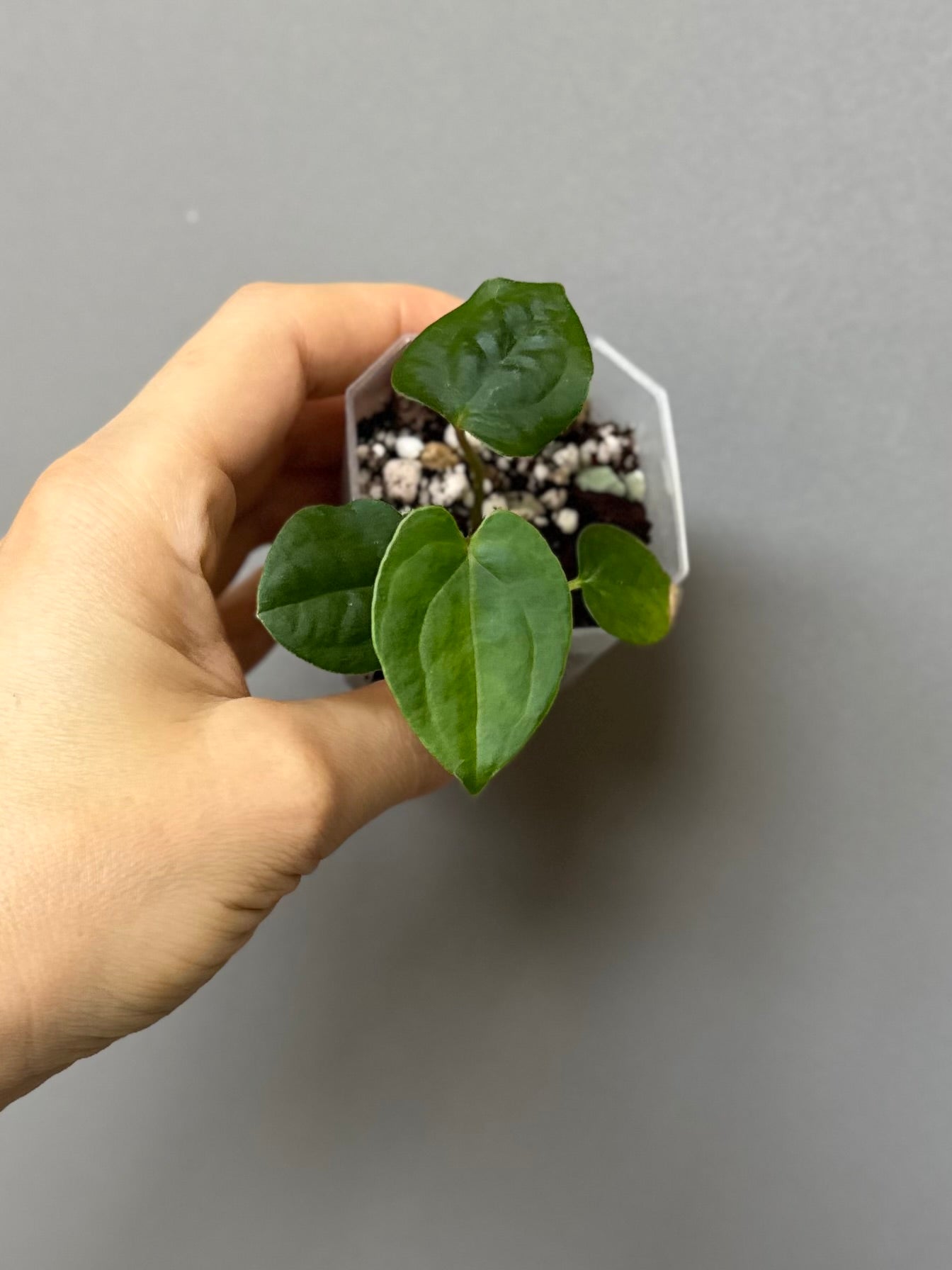 Midnight Velvet ‚Deep Ruby‘ clone