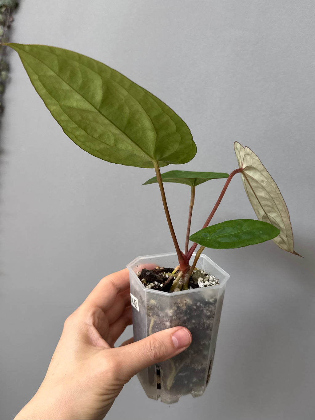 Anthurium Eastern dressleri x (Michelle Hot Pink x RVC) (#2) (by anthurium.aura)