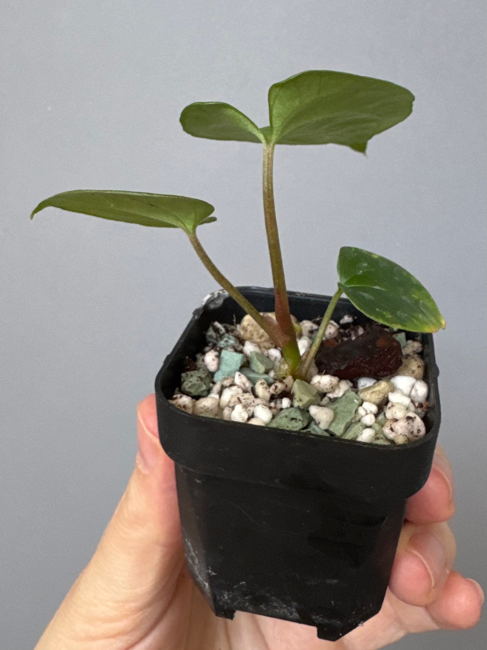 Anthurium Besseae aff. x RVDP
