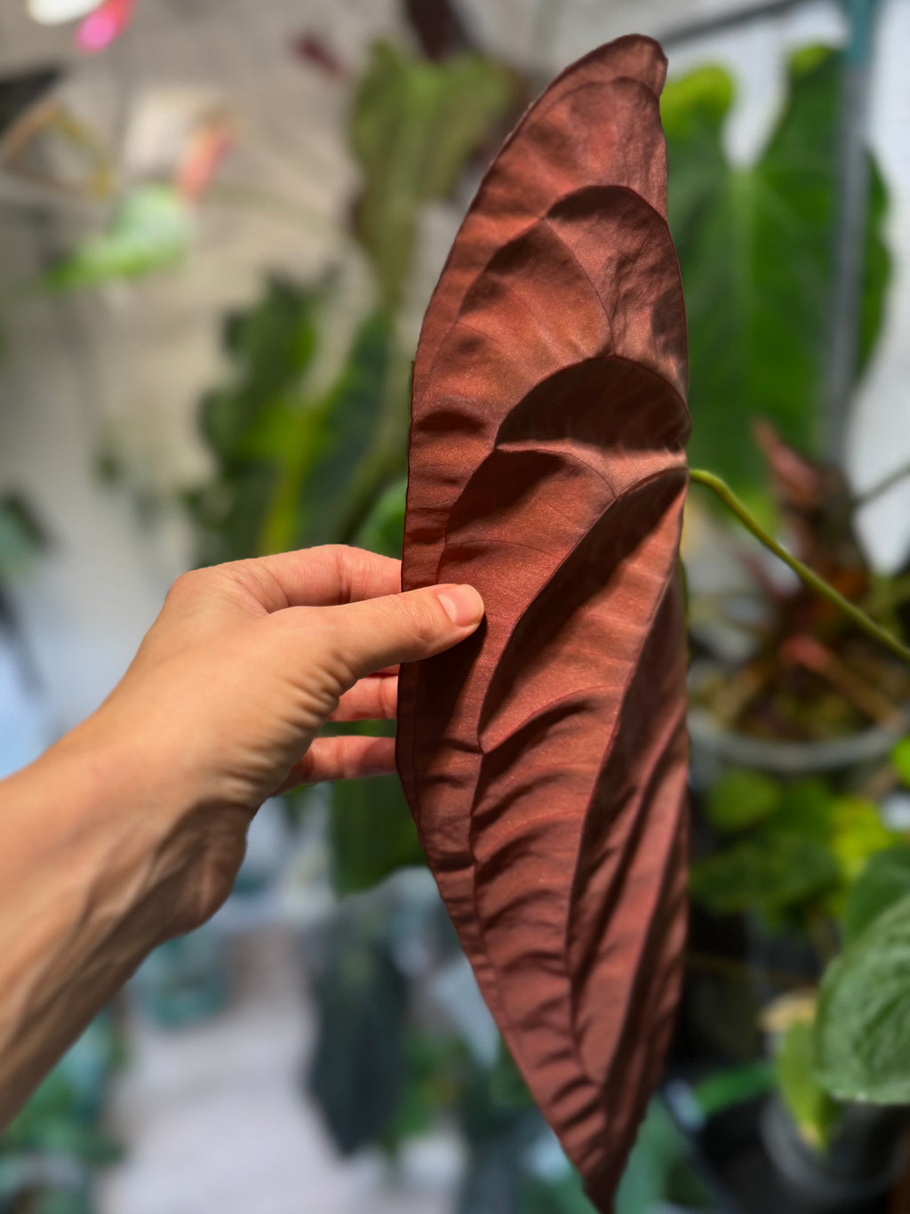 *NEU - Papillilaminum x  (Fort Sherman x RVDP) - gekeimte Samen