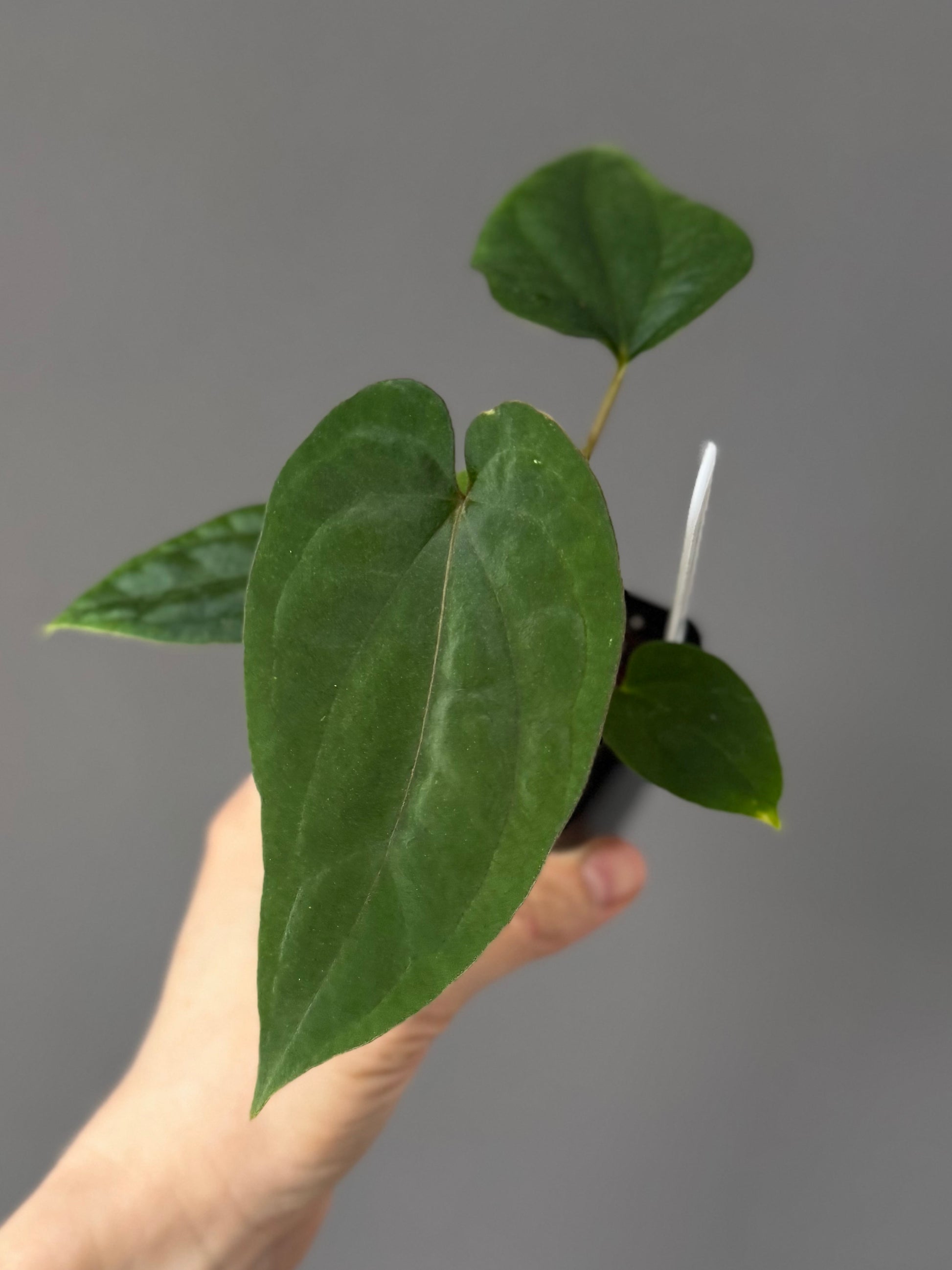 Anthurium (BVEP x Kuna) x (BVEP RxF x F) by thelonelysanctuary