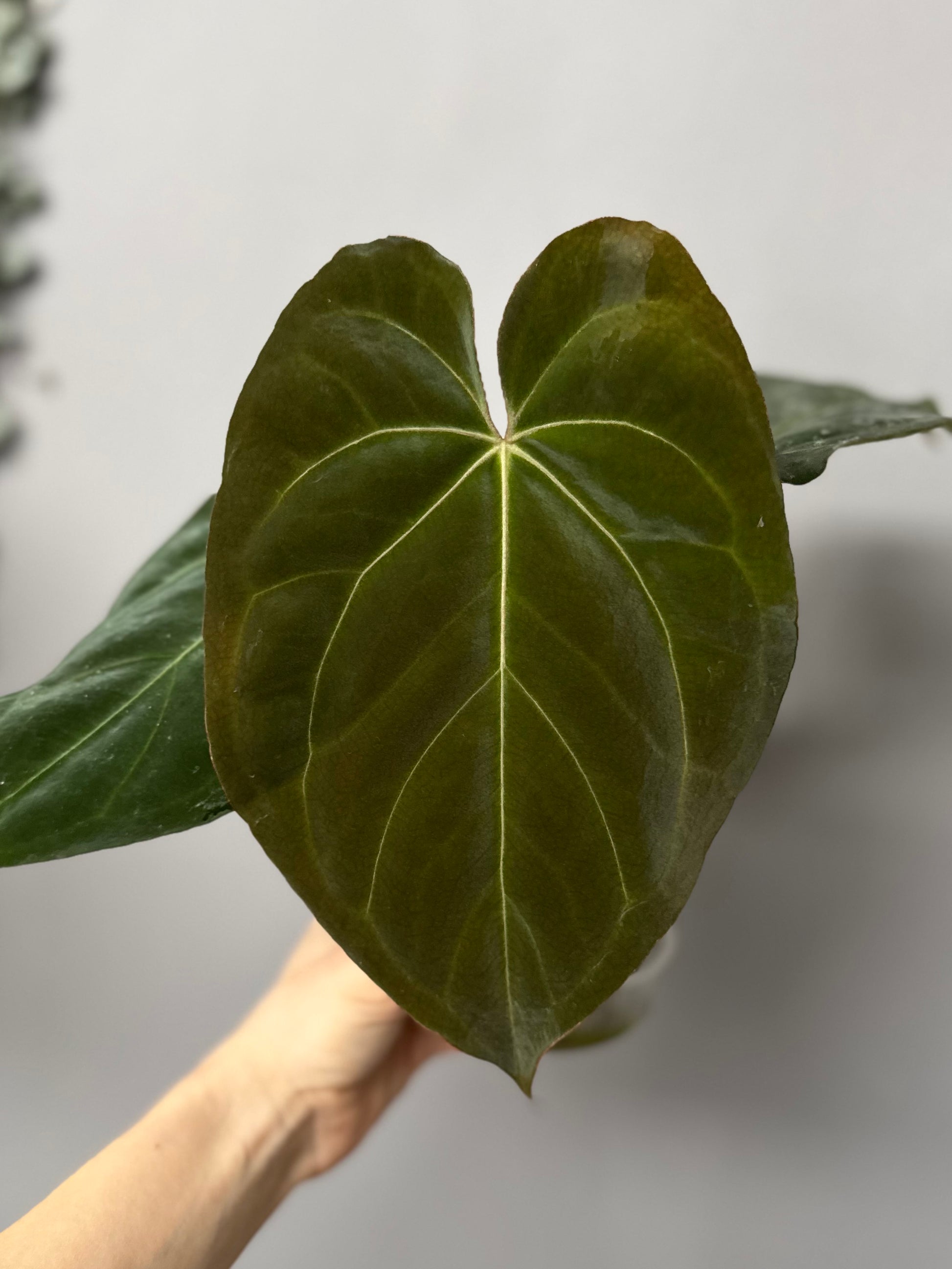 Anthurium NSE CarlaX x complex KOS/HU Hybrid