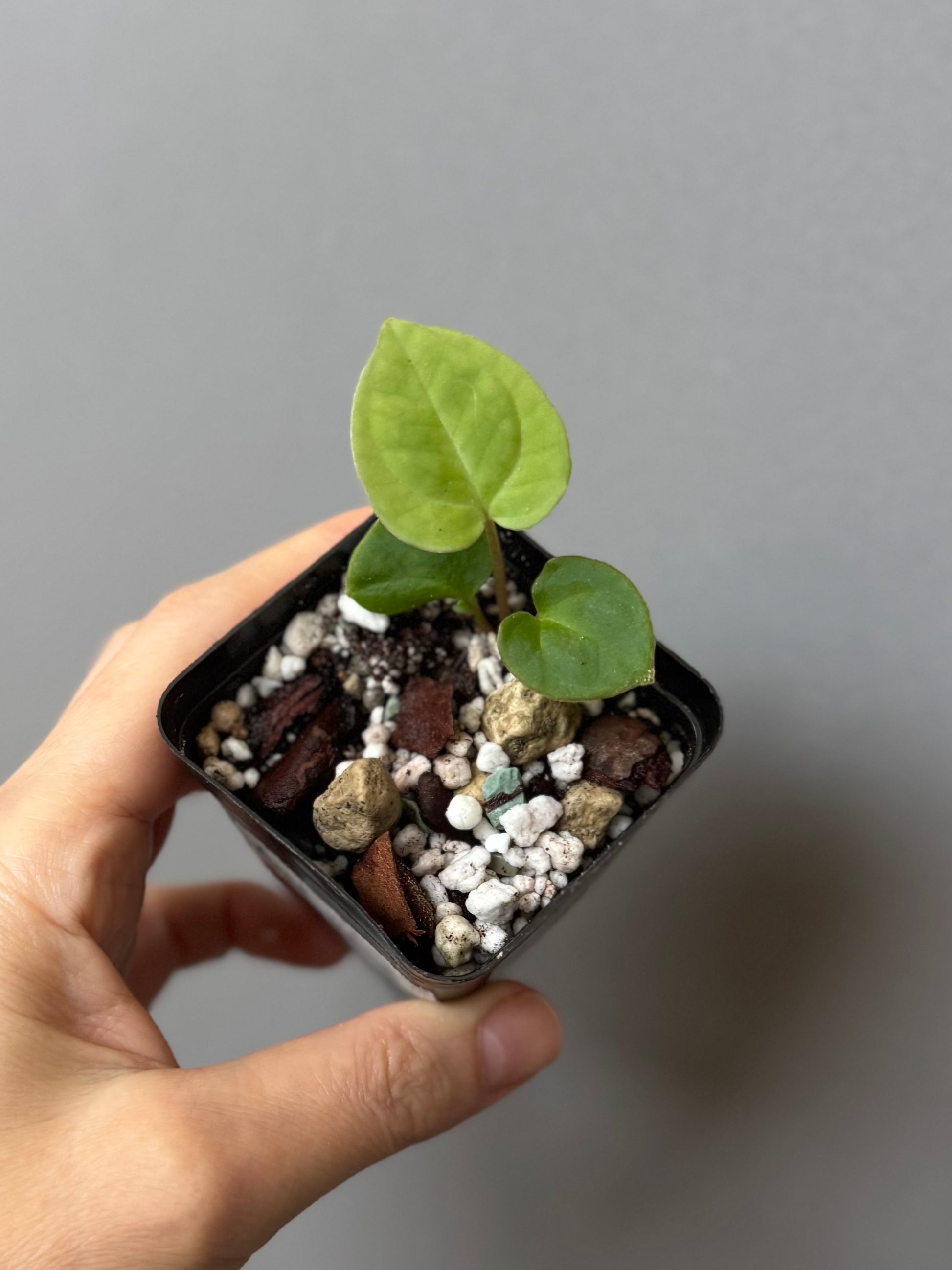 Anthurium Besseae aff. (#4)