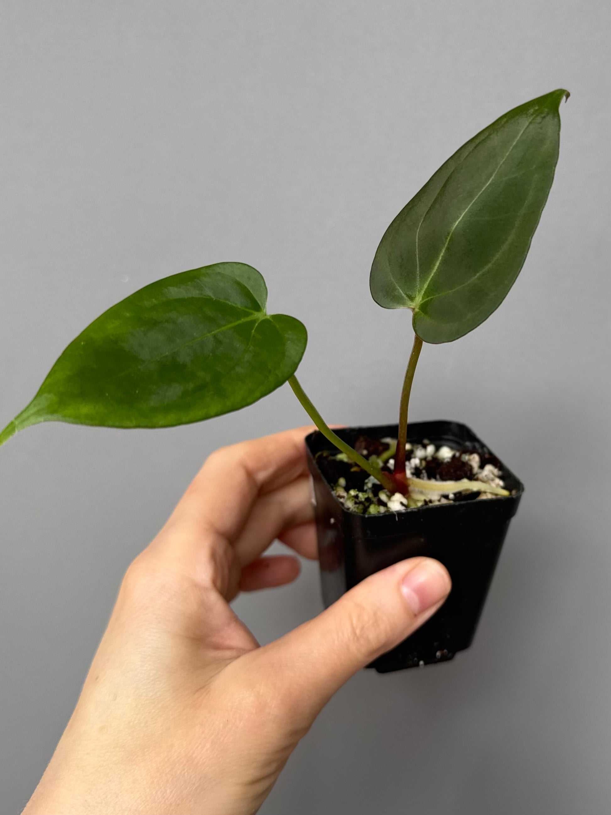 Anthurium PapillilaminumX x (KOS x Silver Blush)