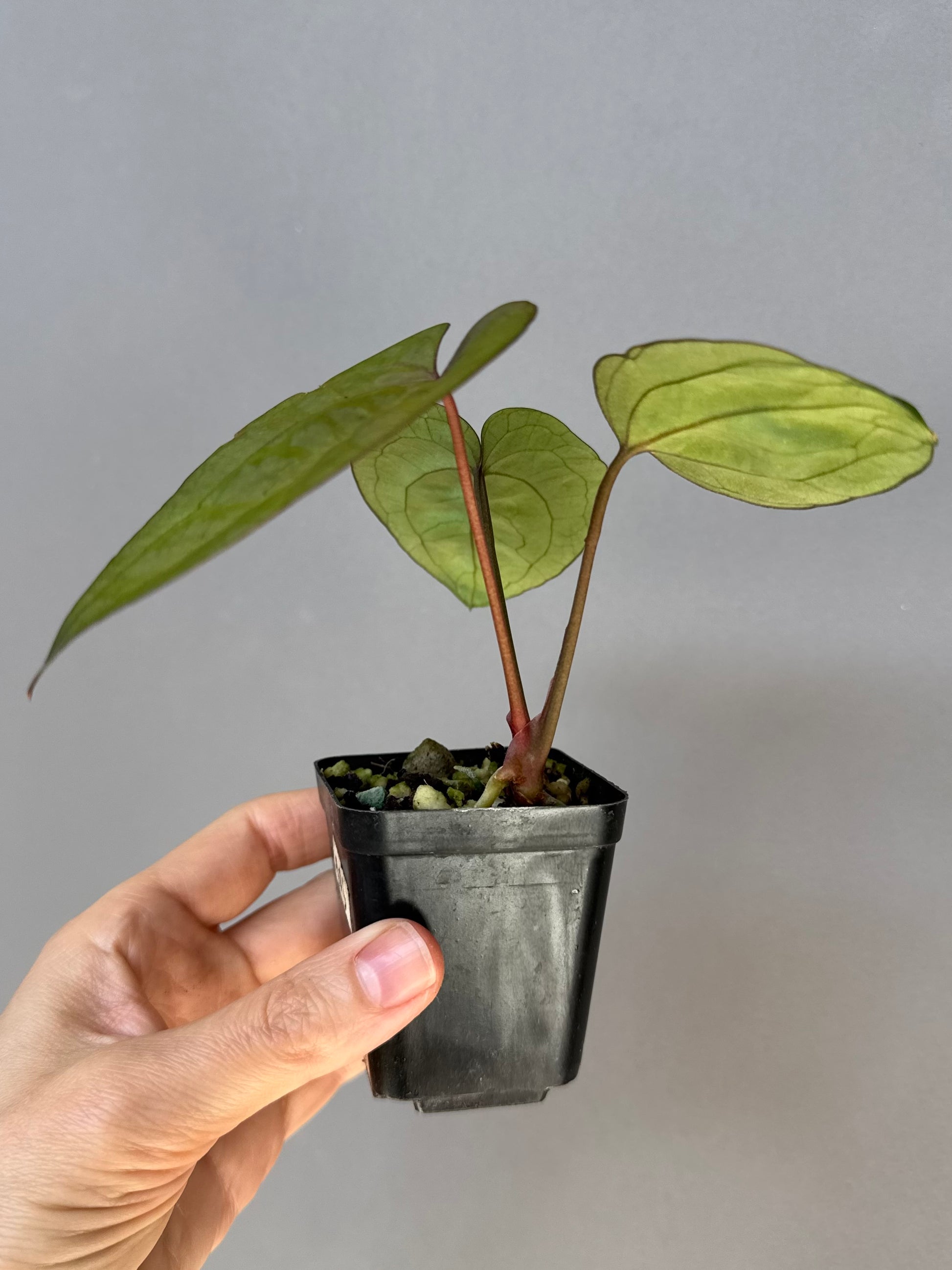 Anthurium Ace of Spades (AOS) dark form (Tezula) Clone (von abelia.plants)