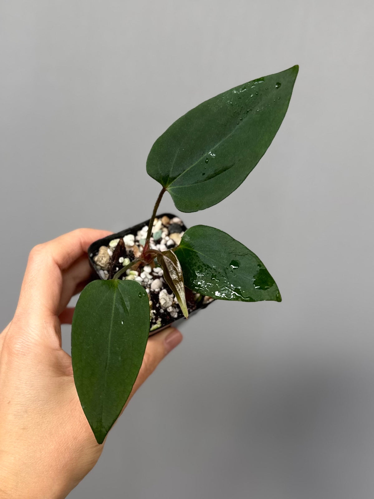 Anthurium portillae ‚Dorito‘ Klon Ableger