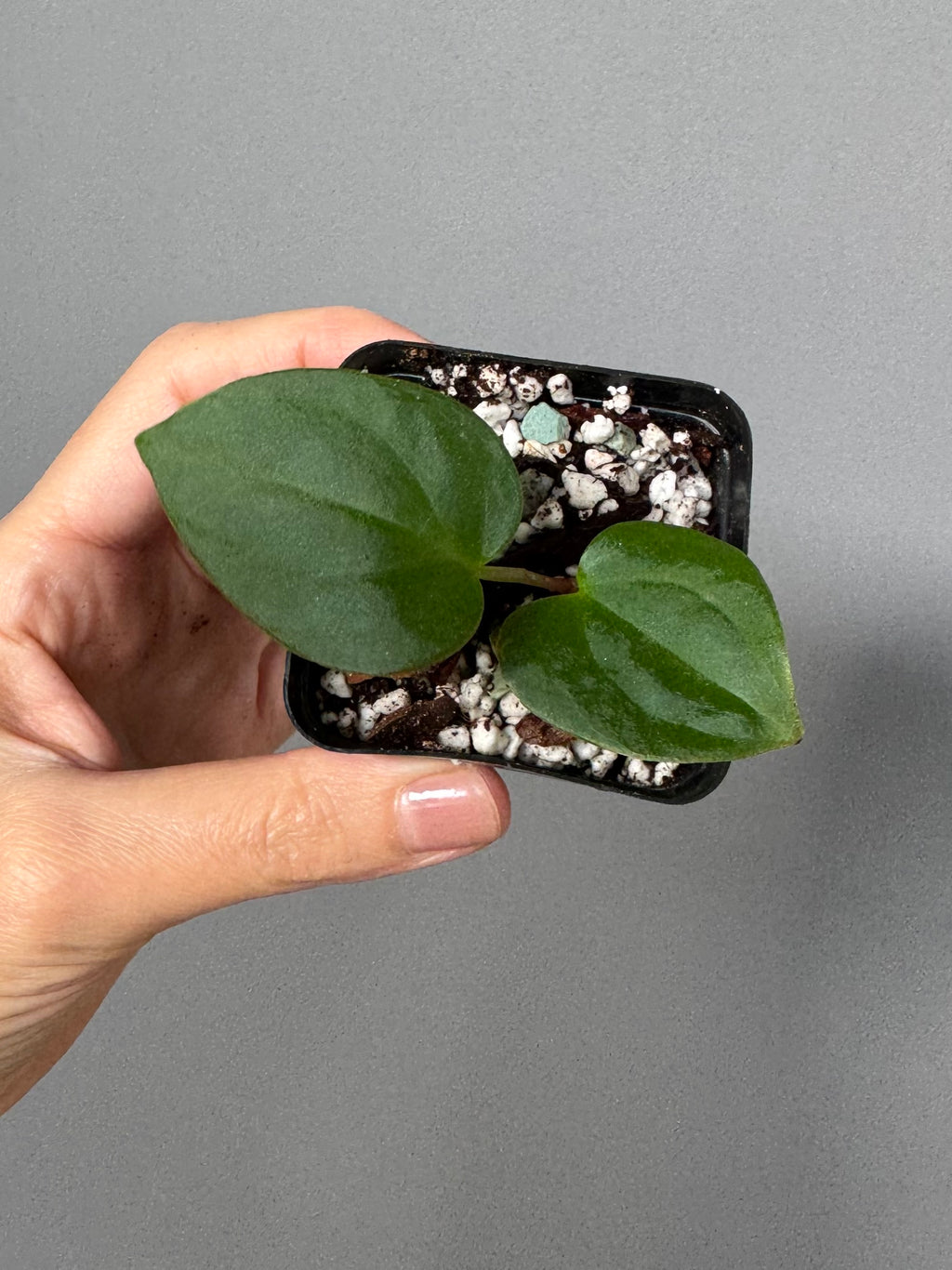 Anthurium sp Nov DF x BVEP OG1 (by anthurium.aura)