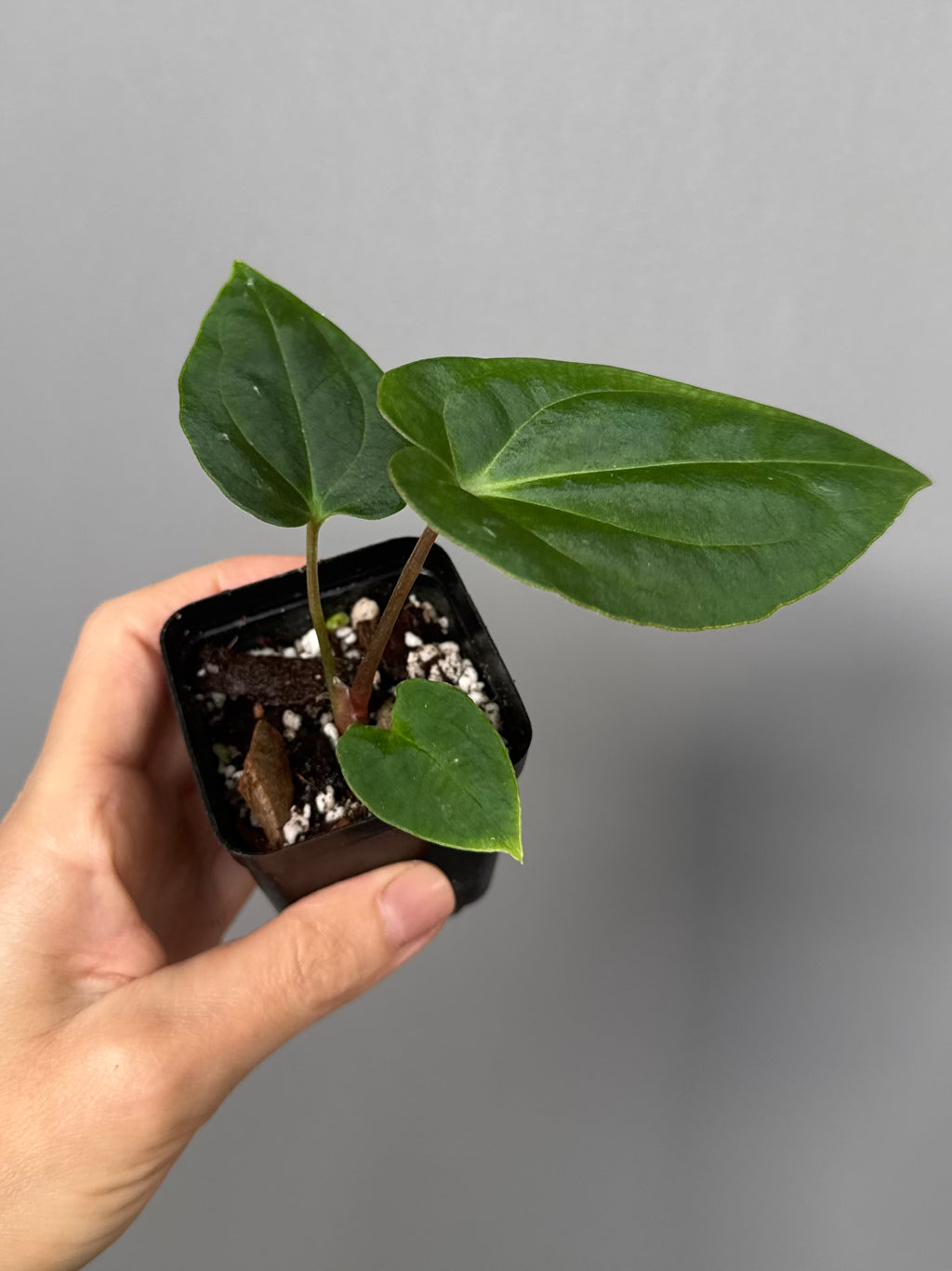 Anthurium Black Besseae aff. x BVEP (Chahrazade)