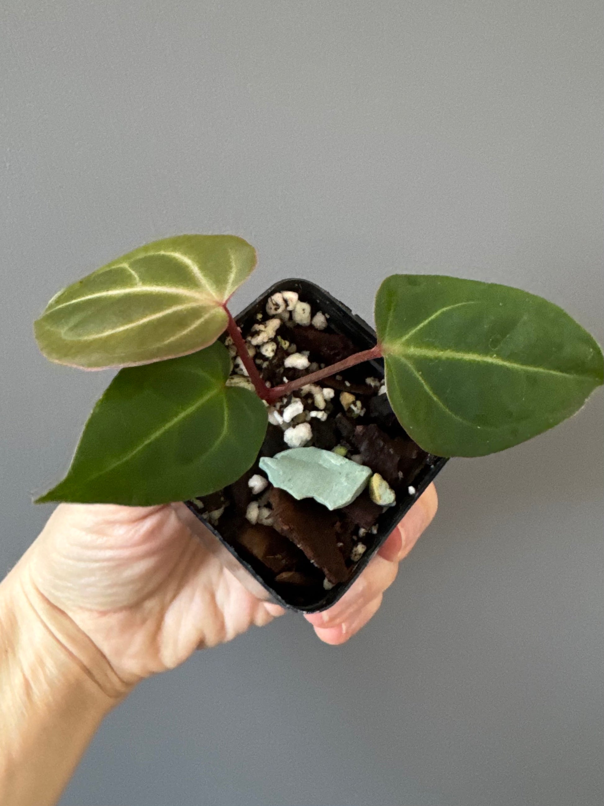 Anthurium besseae aff. x warocqueanum Esmeralda