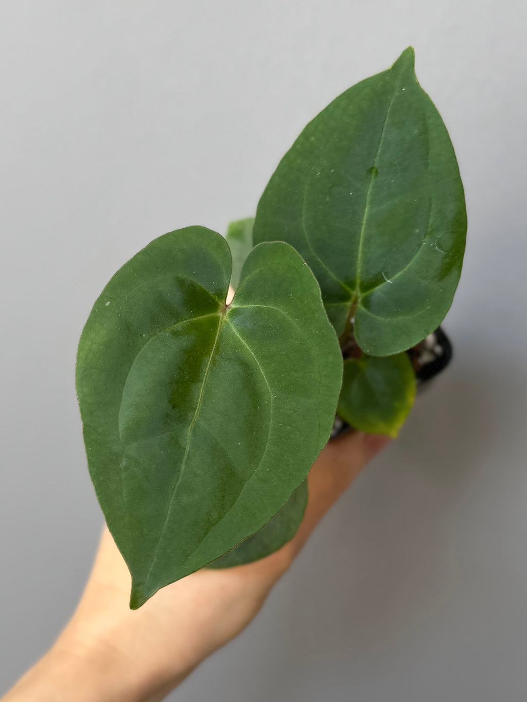 Anthurium Besseae aff. x RVDP