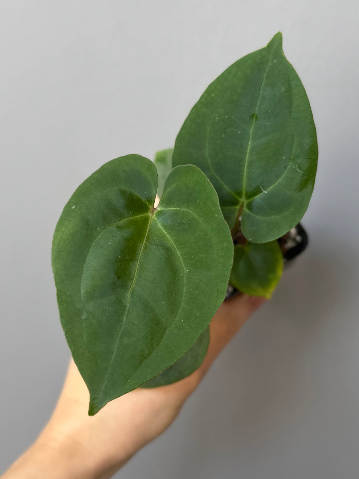 Anthurium Besseae aff. x RVDP