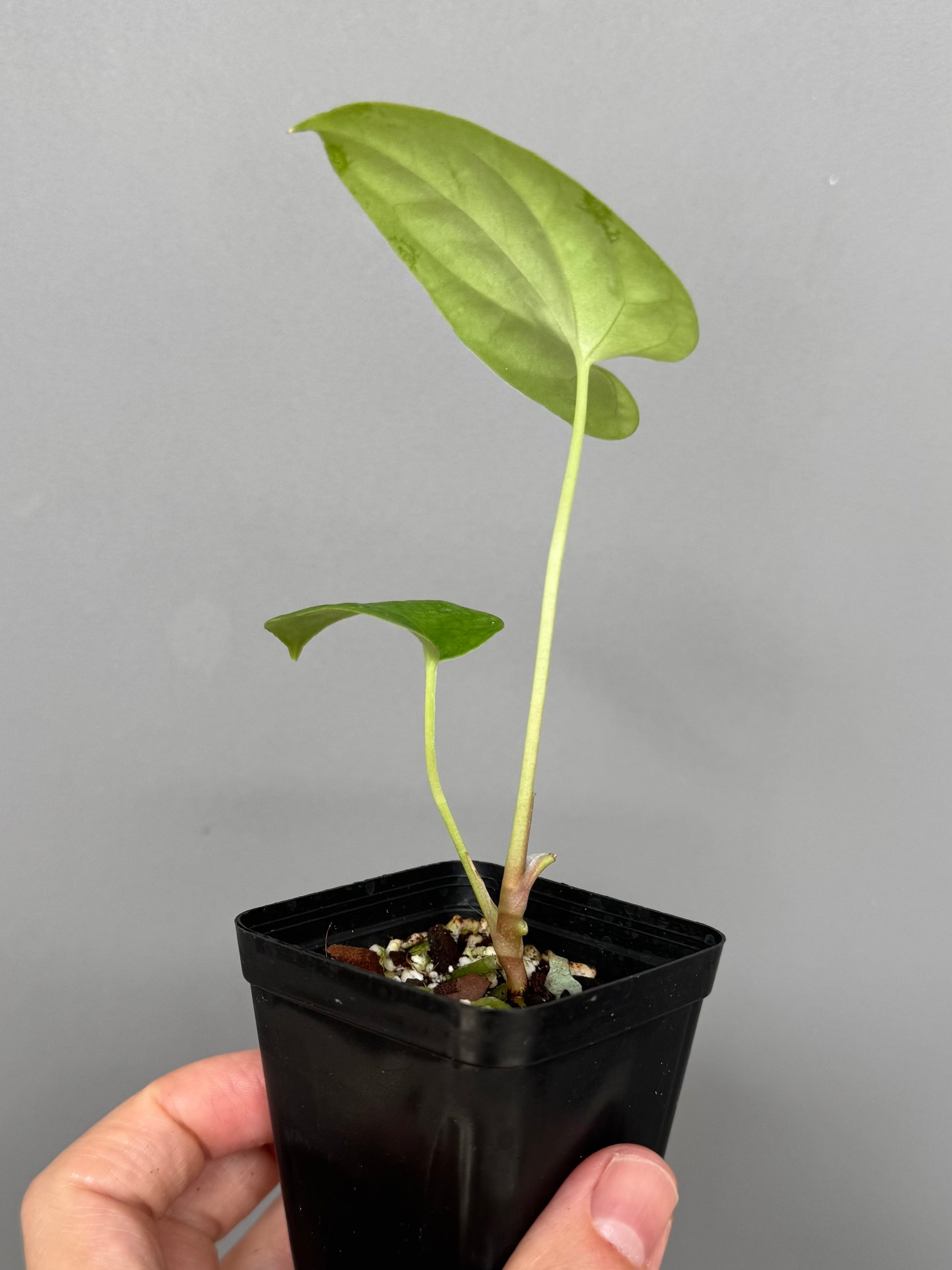 Papillilaminum K1xT5 - Plant 2