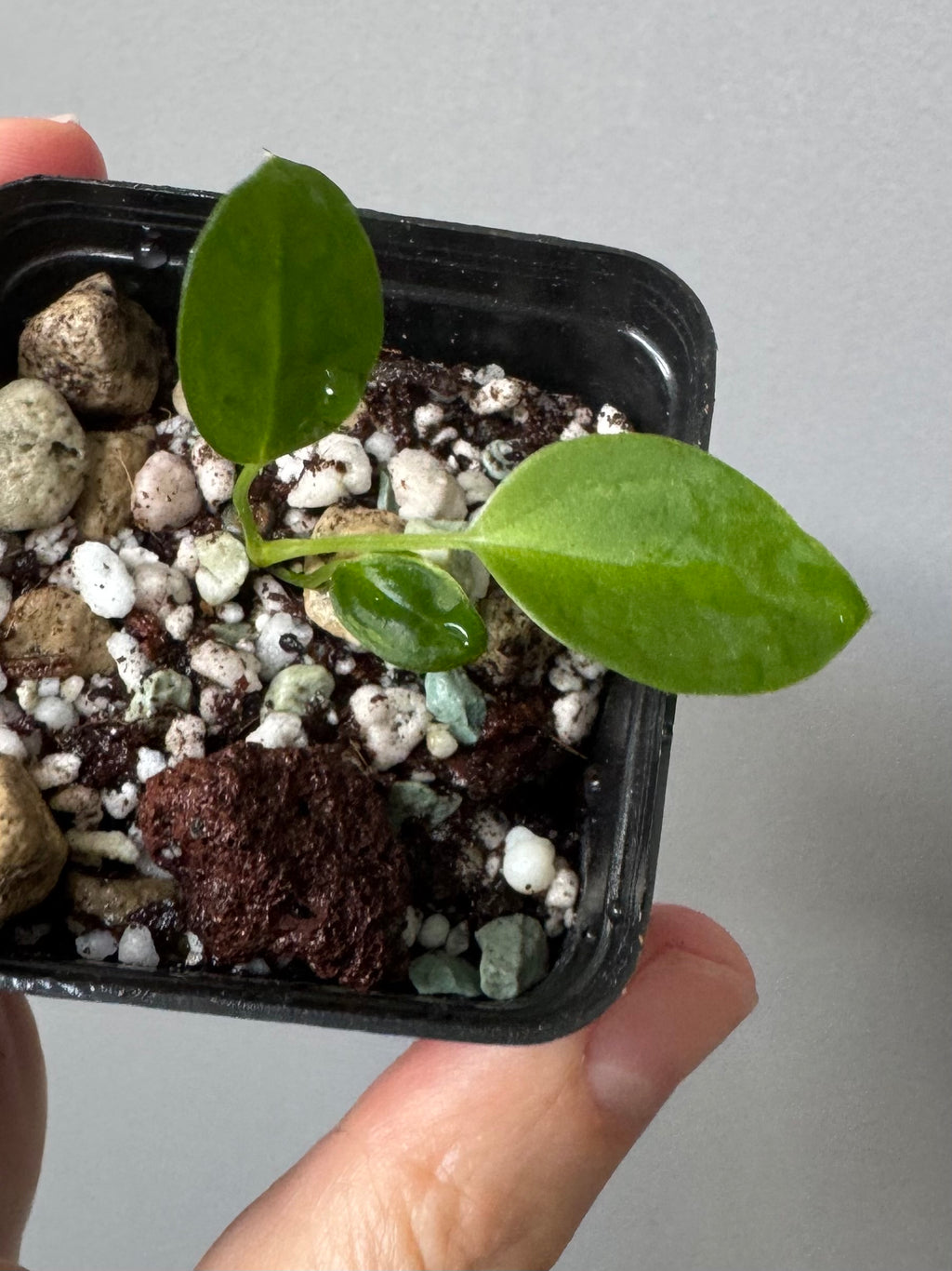 (Papillilaminum Daniel x Besseae aff.) X warocqueanum