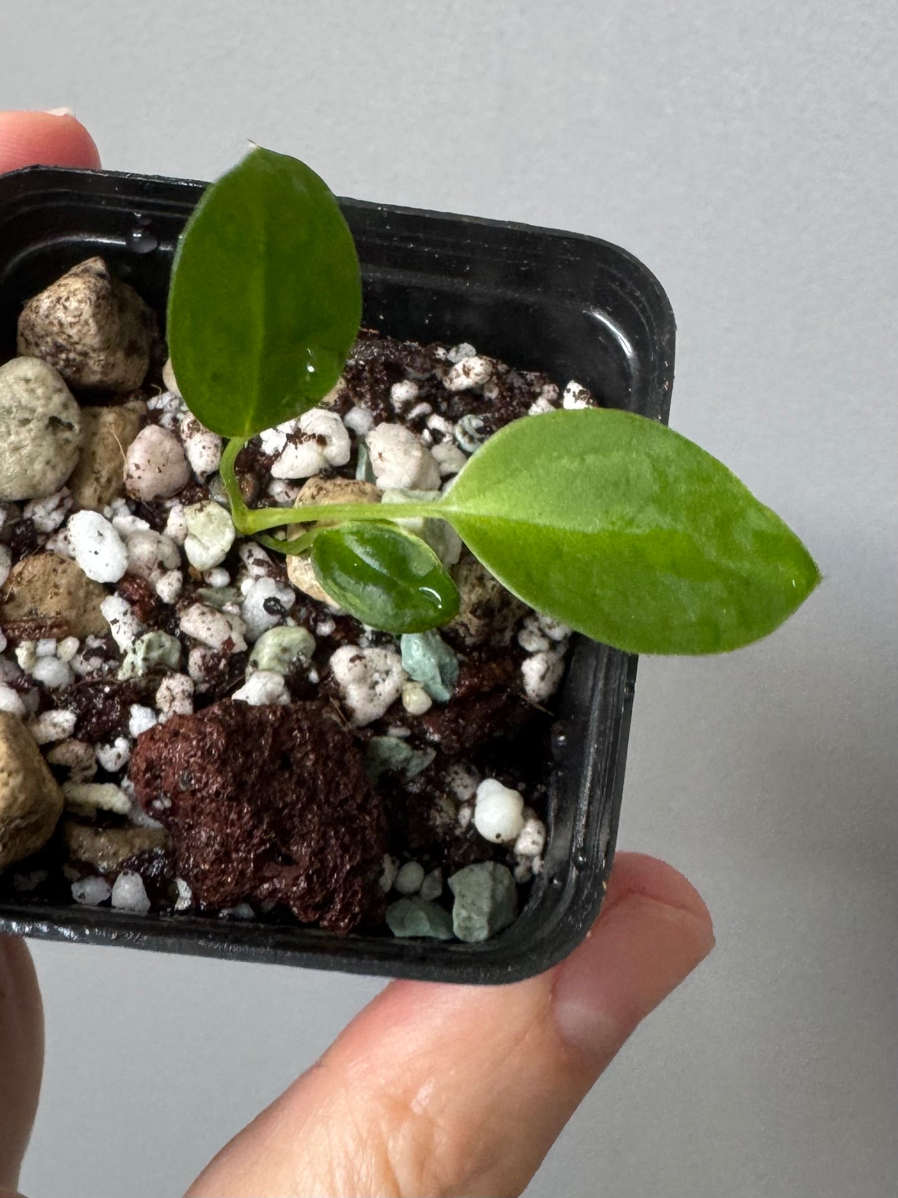 (Papillilaminum Daniel x Besseae aff.) X warocqueanum