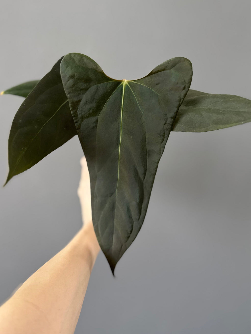 Anthurium portillae (NSE x Dorito) by max_aroids