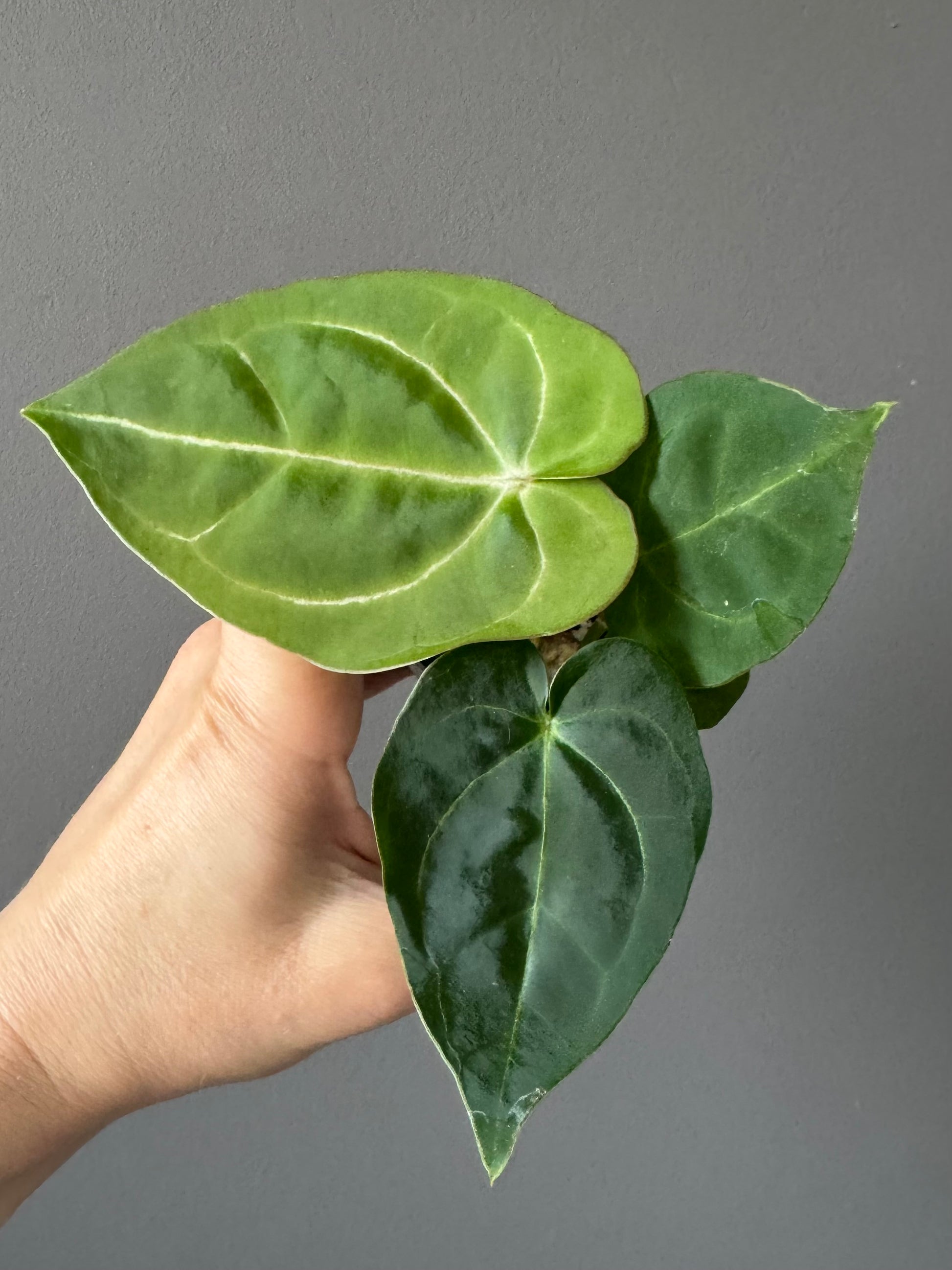 Forgetii Hybrid x  (AOS x Carlablackiae)
