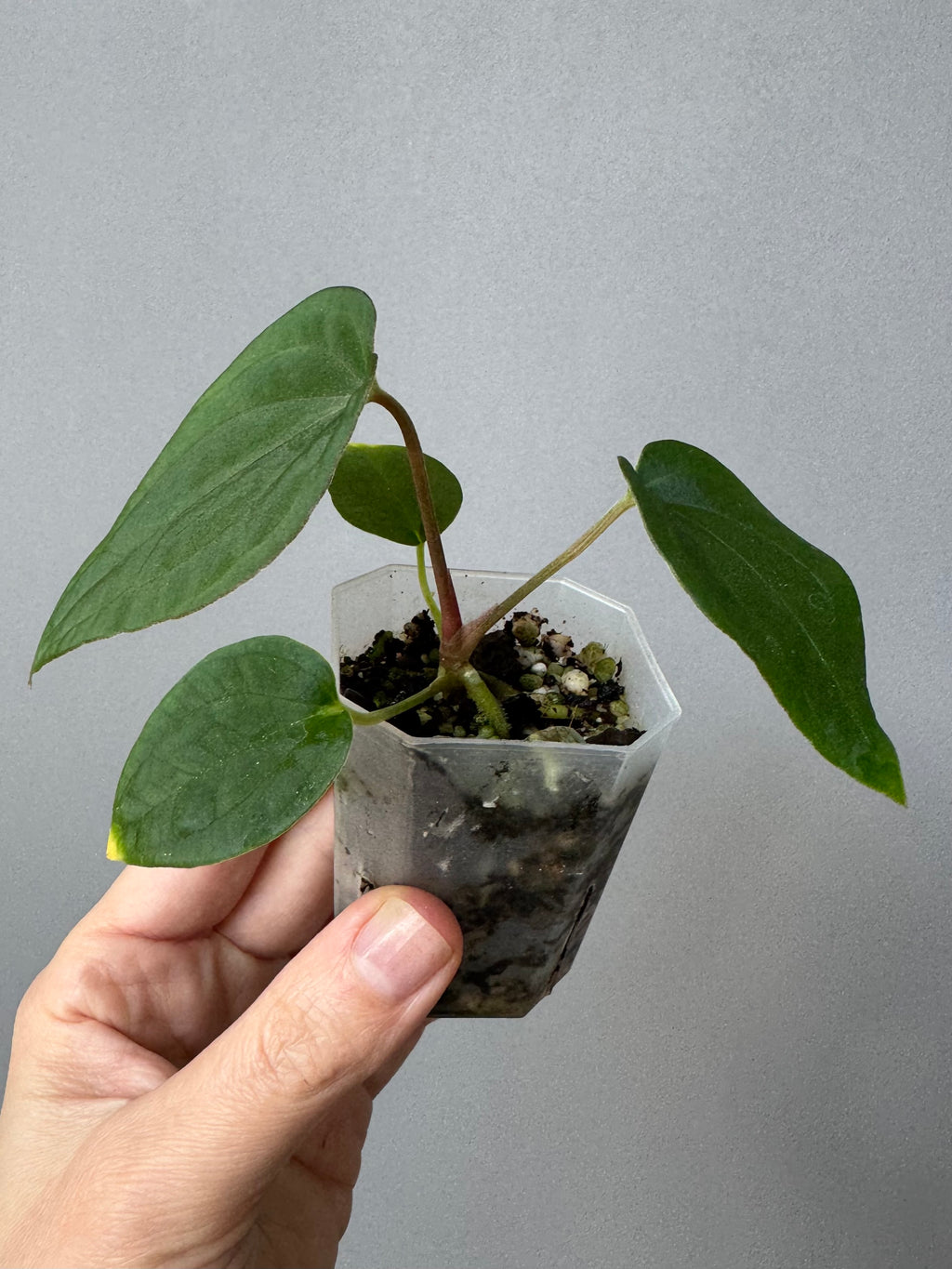 Anthurium (BVEP x Kuna) x (BVEP RxF x F) by thelonelysanctuary