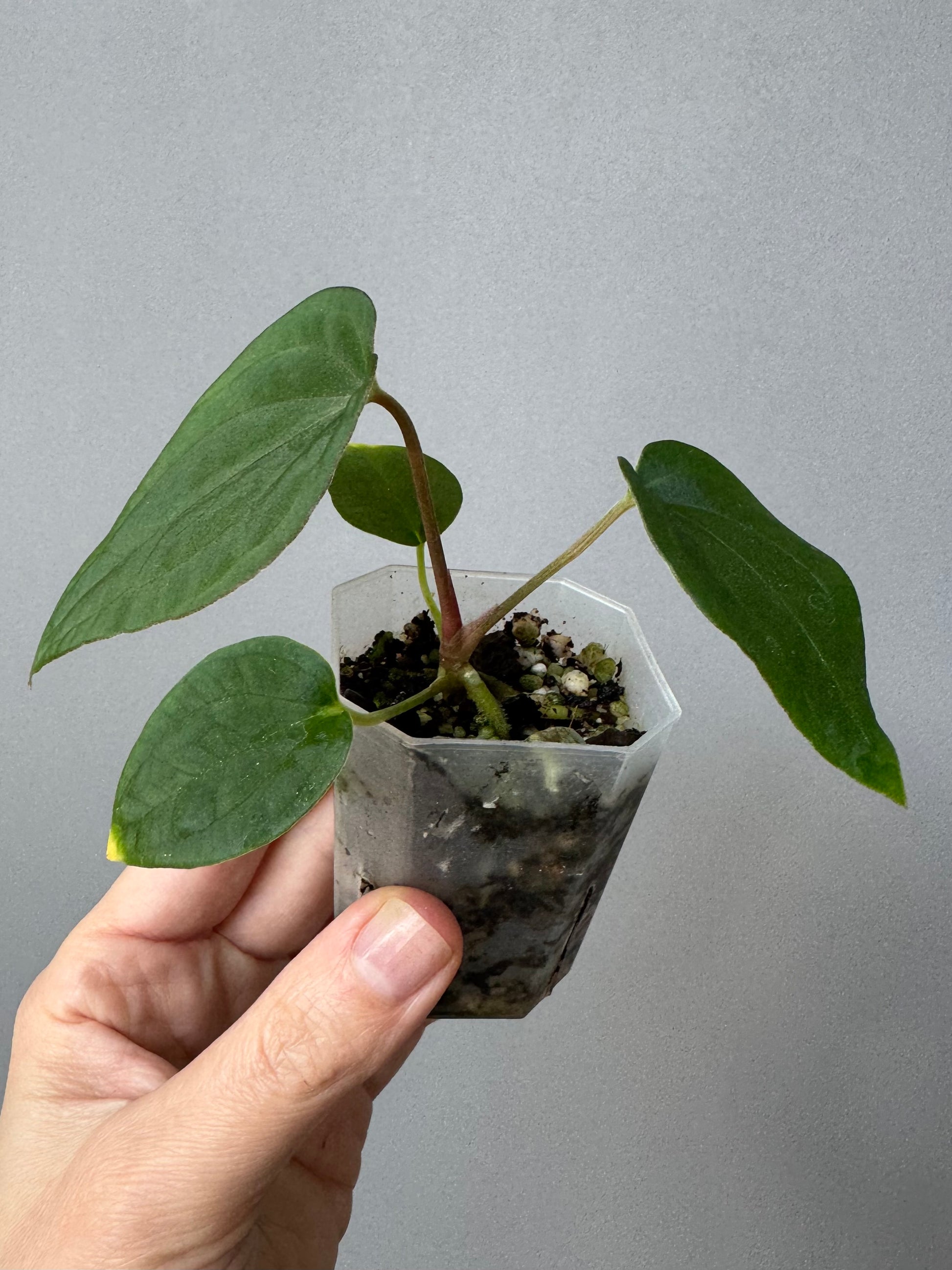 Anthurium (BVEP x Kuna) x (BVEP RxF x F) by thelonelysanctuary