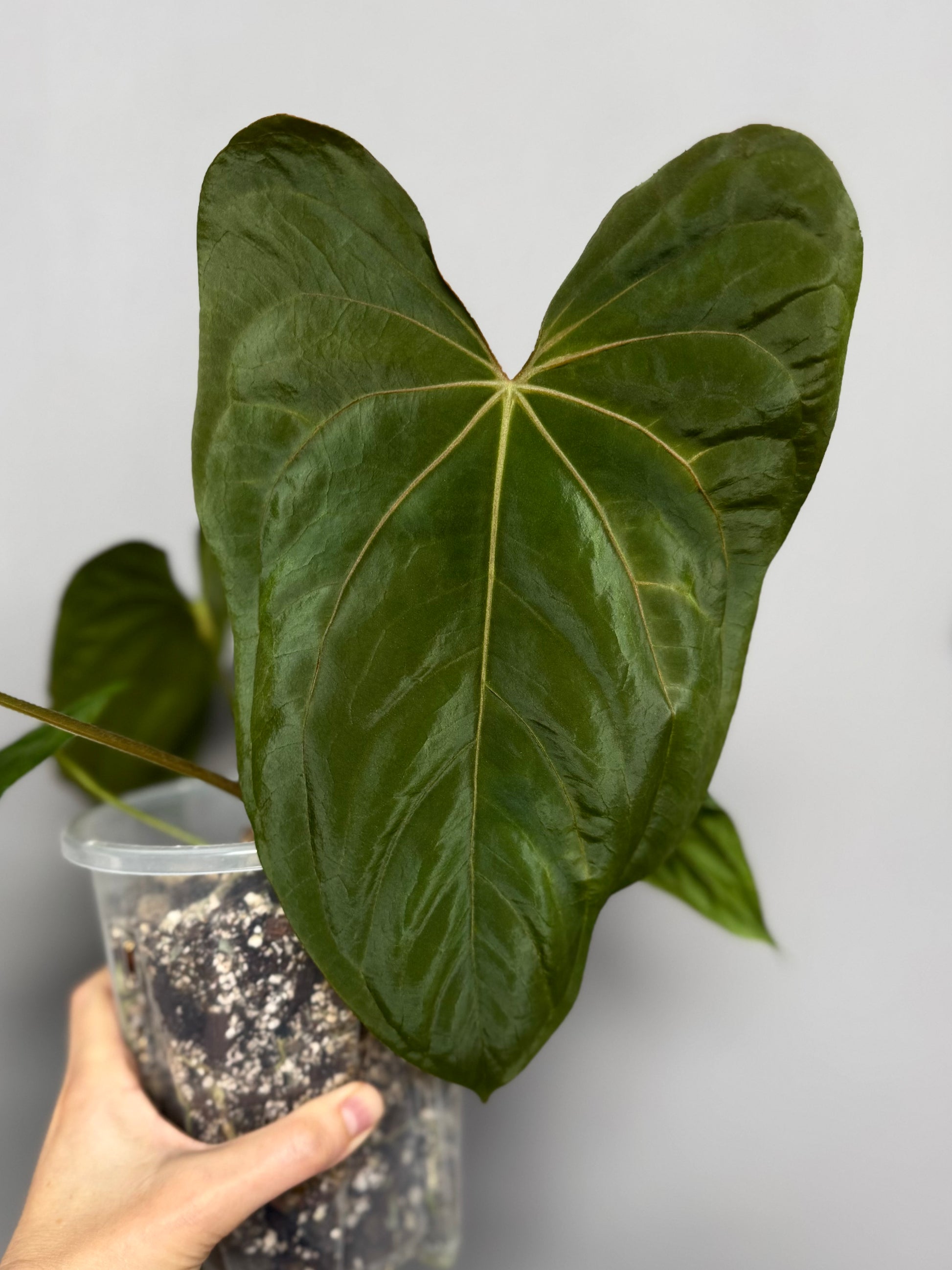 Anthurium dressleri x papillilaminum 'Daniel'