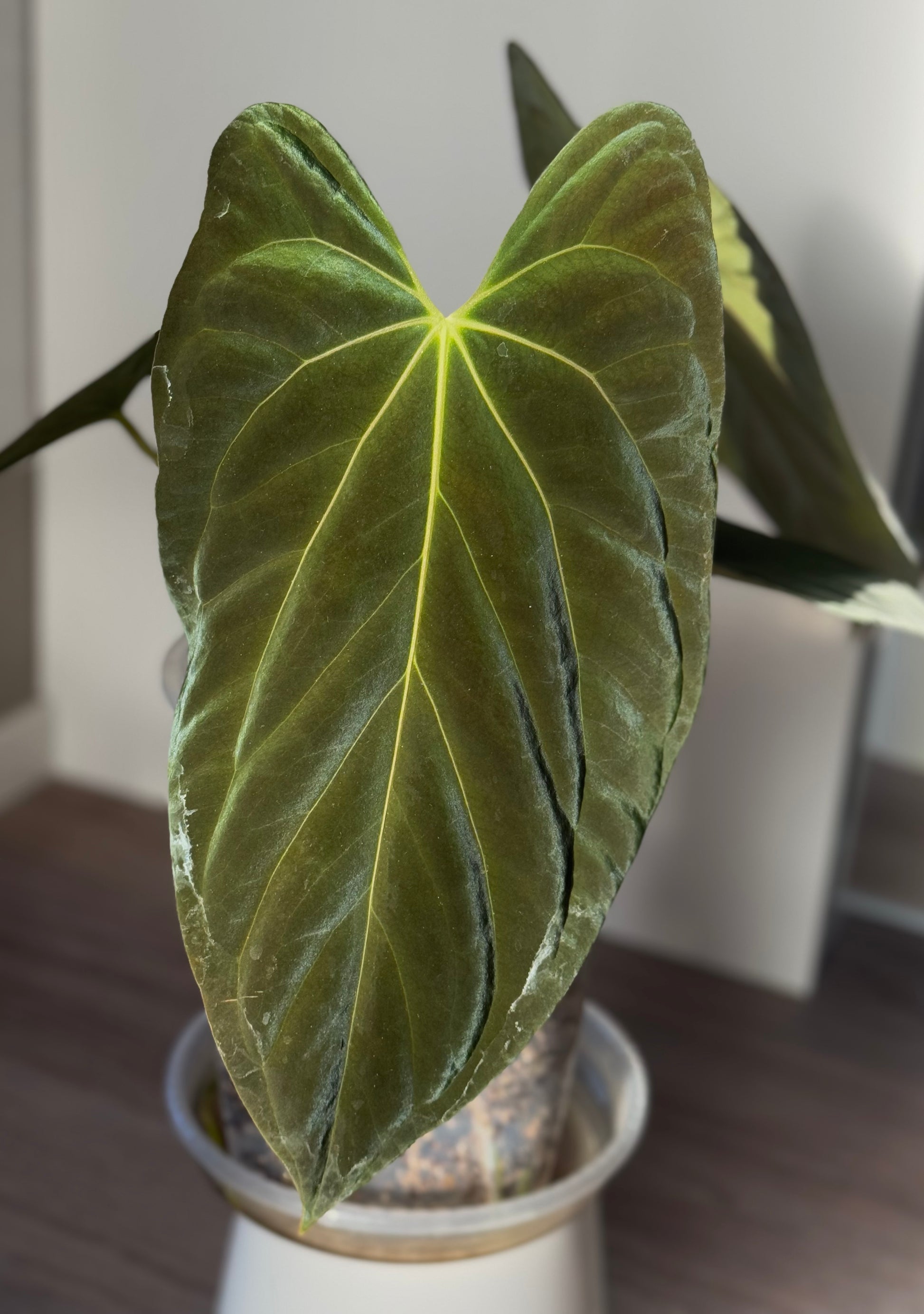 Anthurium ((BVEP x Portillae Dorito) x (Dark Phoenix x Goliath)) x (Fort Sherman x RVDP) - germinated seeds
