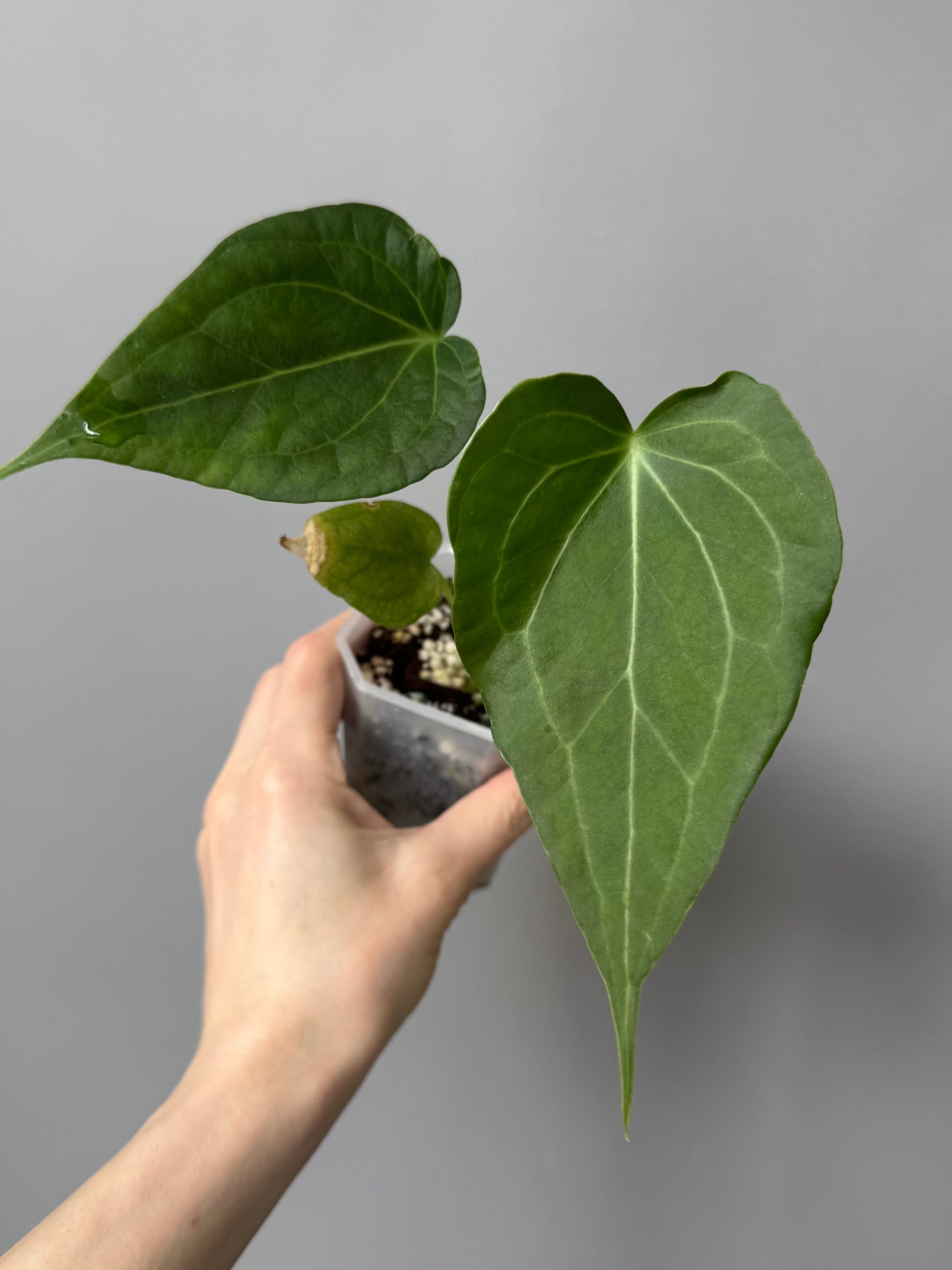 Anthurium Delta Force