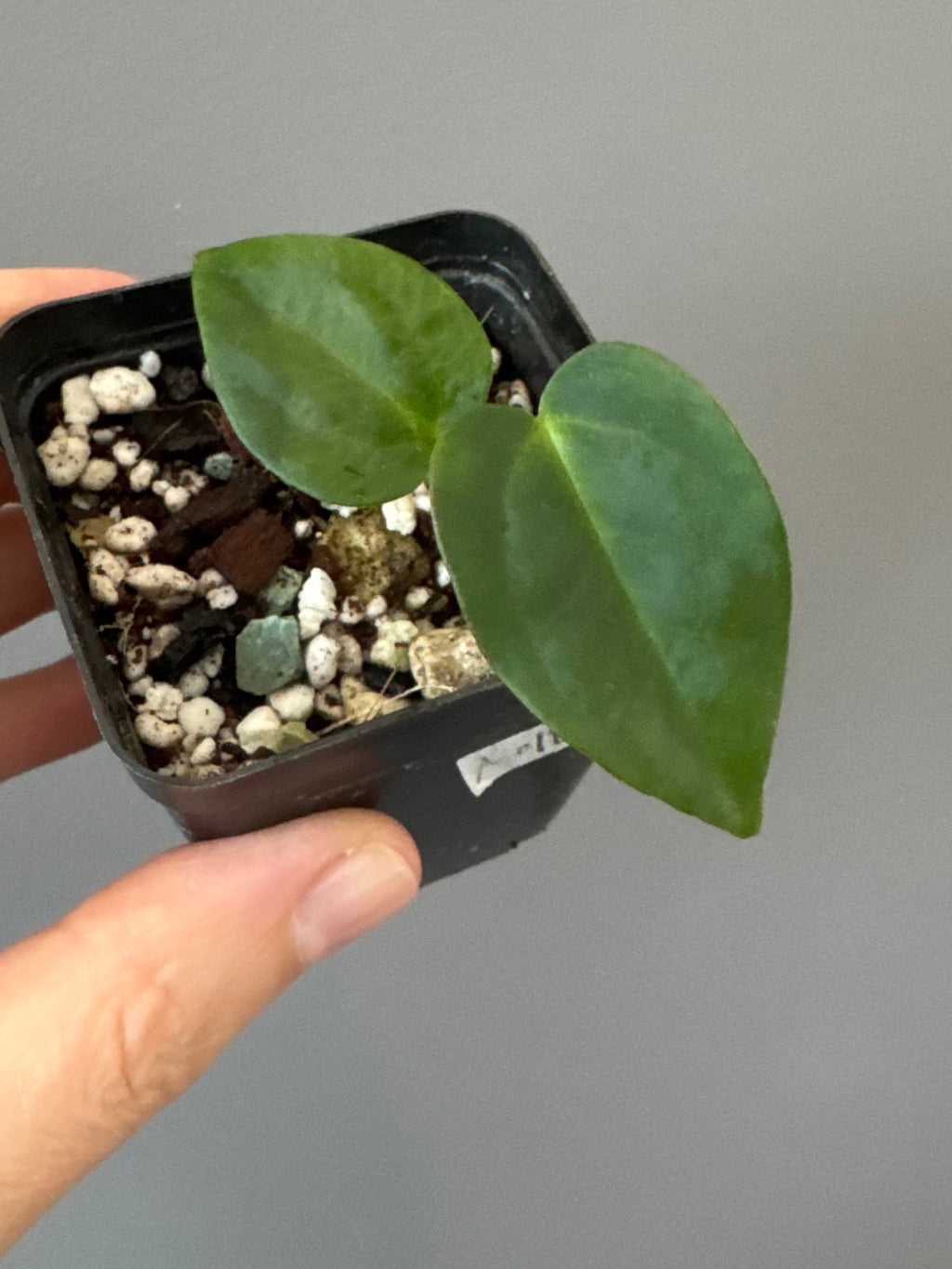 Anthurium (NoID x papi Indo) x (DHxRVC)