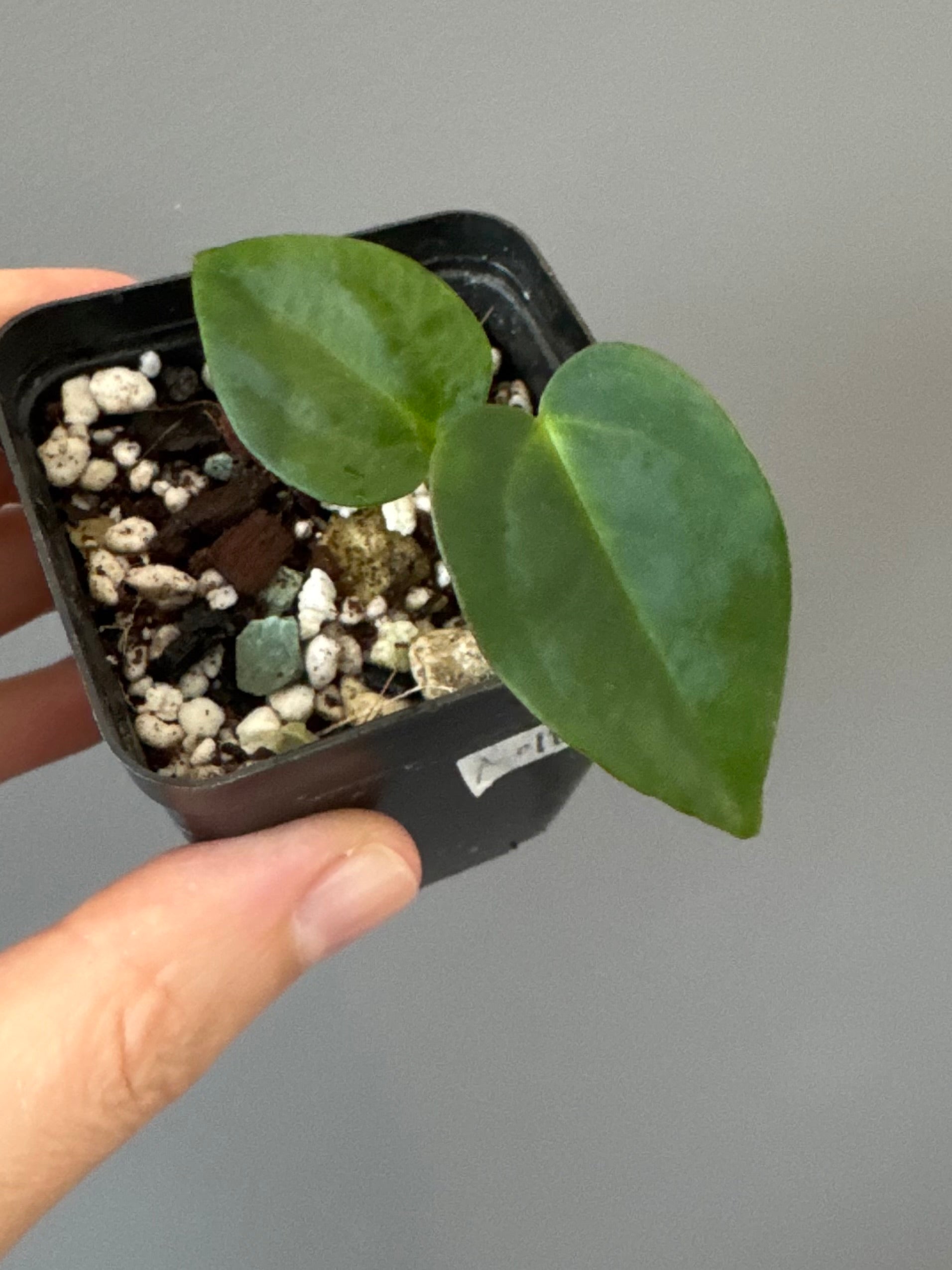 Anthurium (NoID x papi Indo) x (DHxRVC)