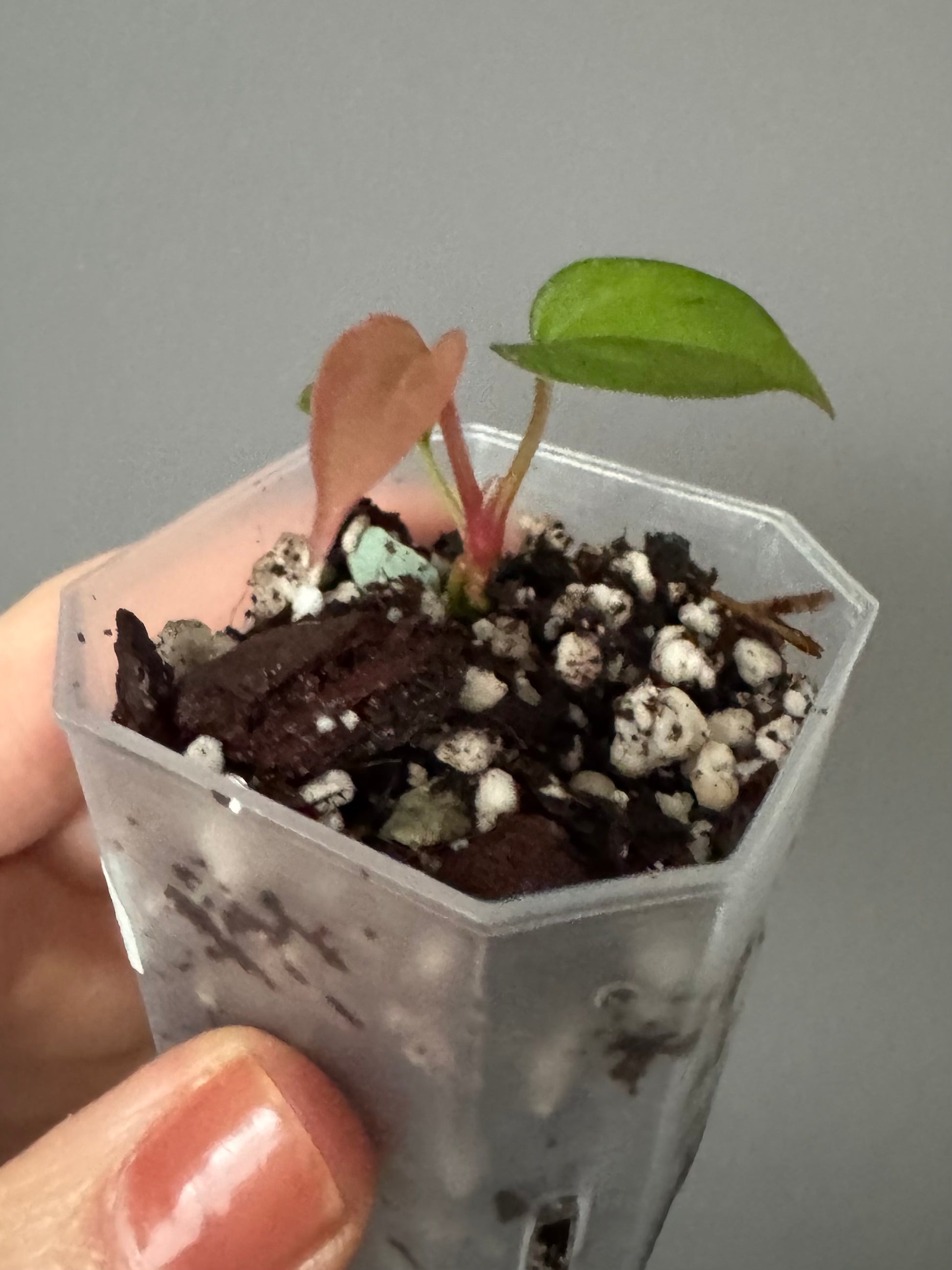 Anthurium BVEP x luxurians (Scott)