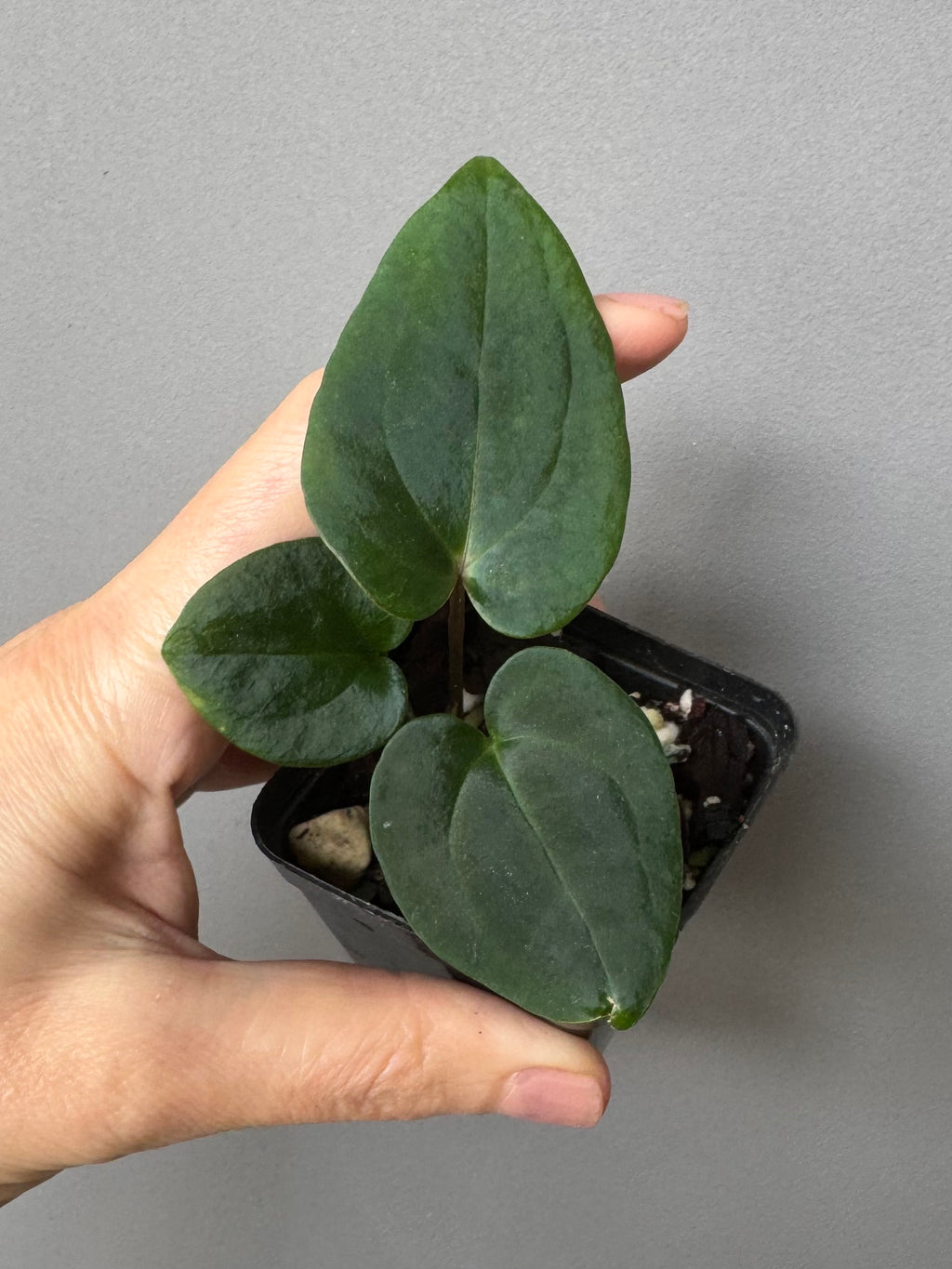 Anthurium RVDP x Carlablackiae