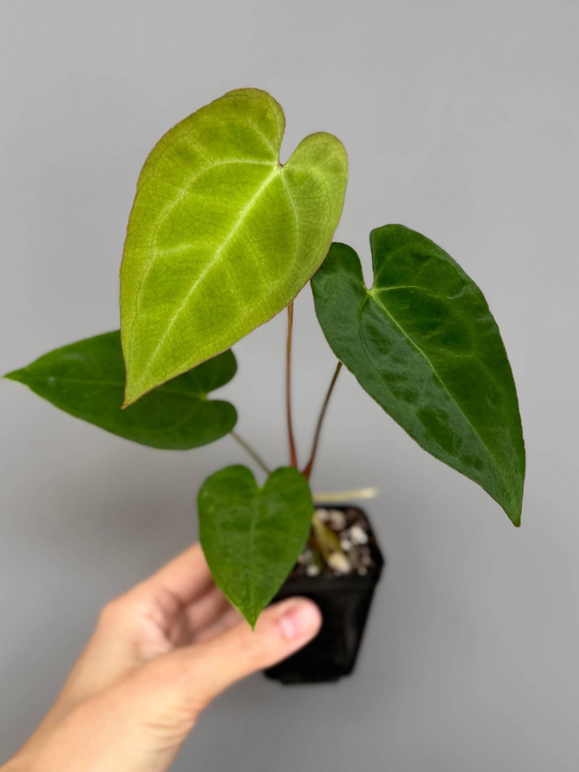 Anthurium crystallinum x papillilaminum - Plant B