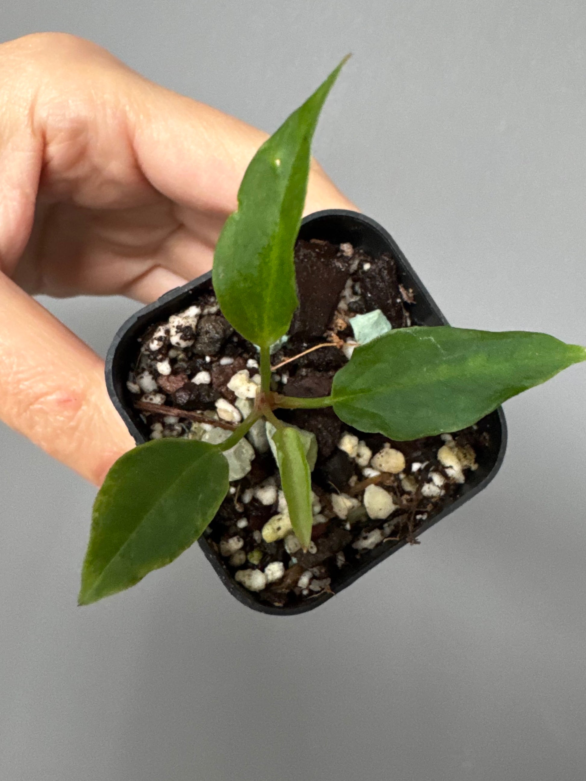 Anthurium ((magnificum x crystallinum) x NoID) X Papillilaminum - Mutation 2