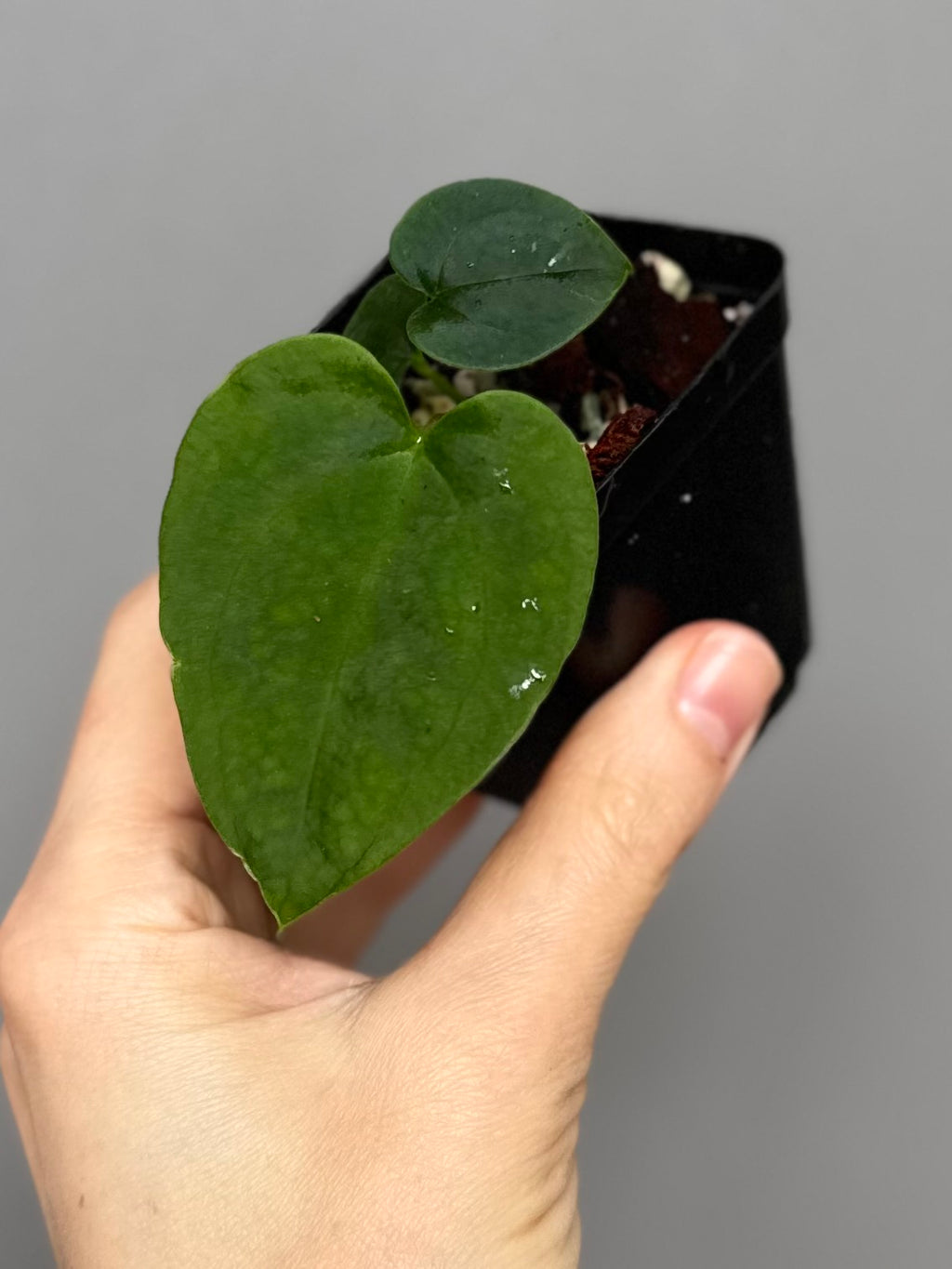 Anthurium (AOS x Carla) x RVDP