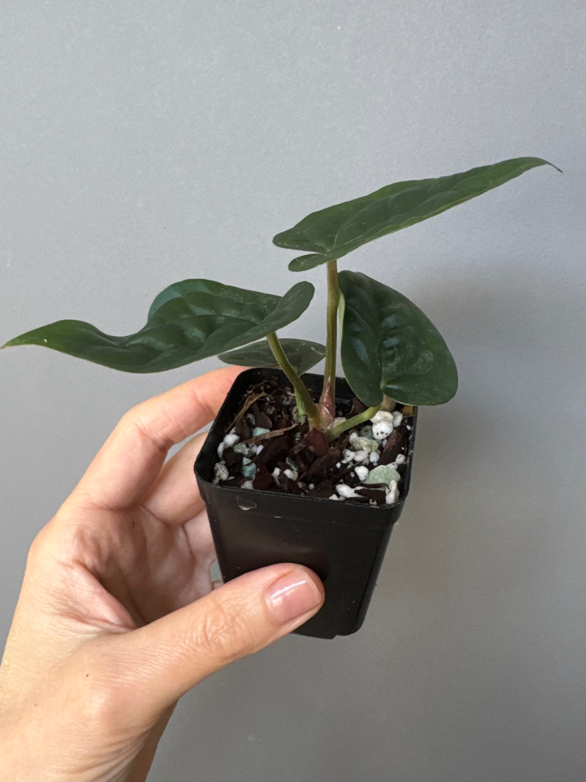 Anthurium ZxM x luxurians