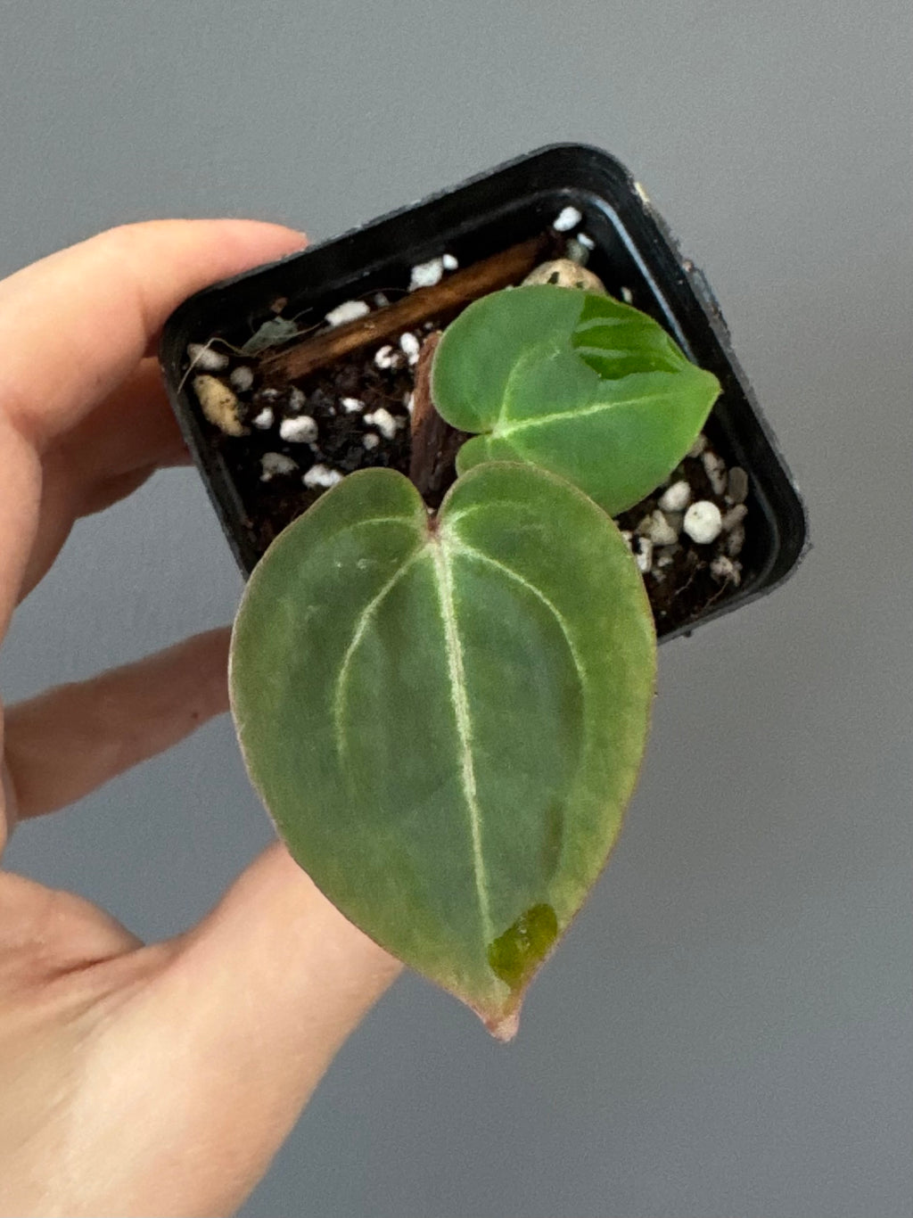 Anthurium Besseae aff. x Michelle