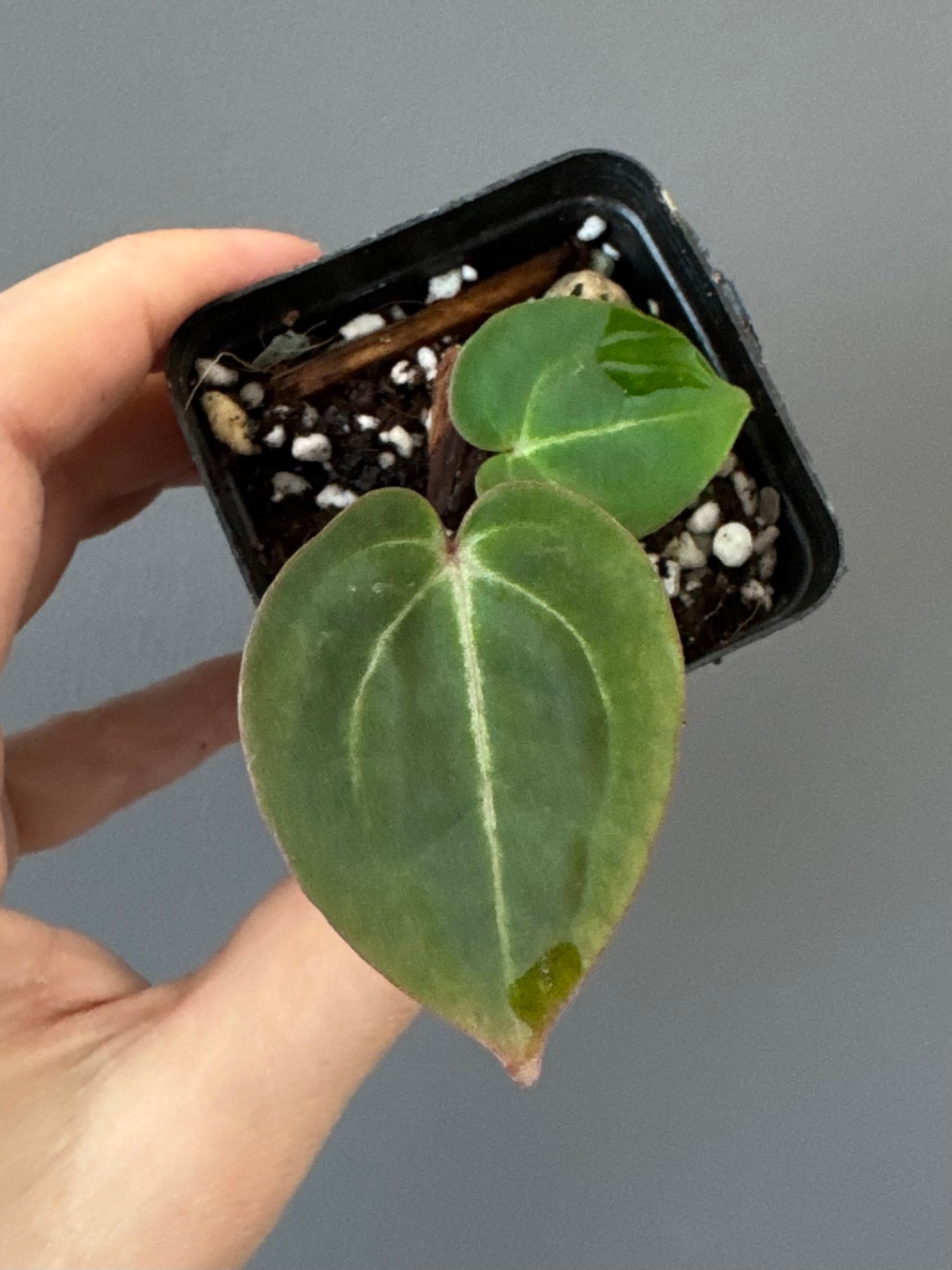 Anthurium Besseae aff. x Michelle