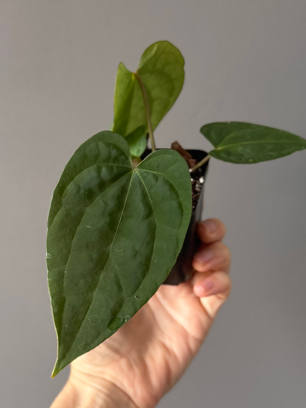 Anthurium Tezula AOS df x BVEP neon (Sarah/botanophile)