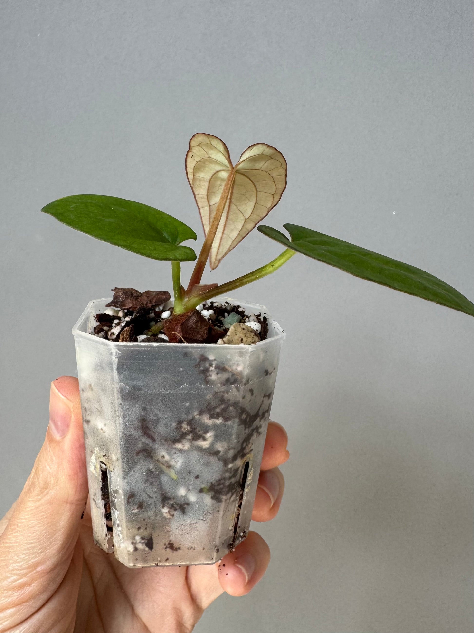 Anthurium Dressleri RG F2 x black (Grant)