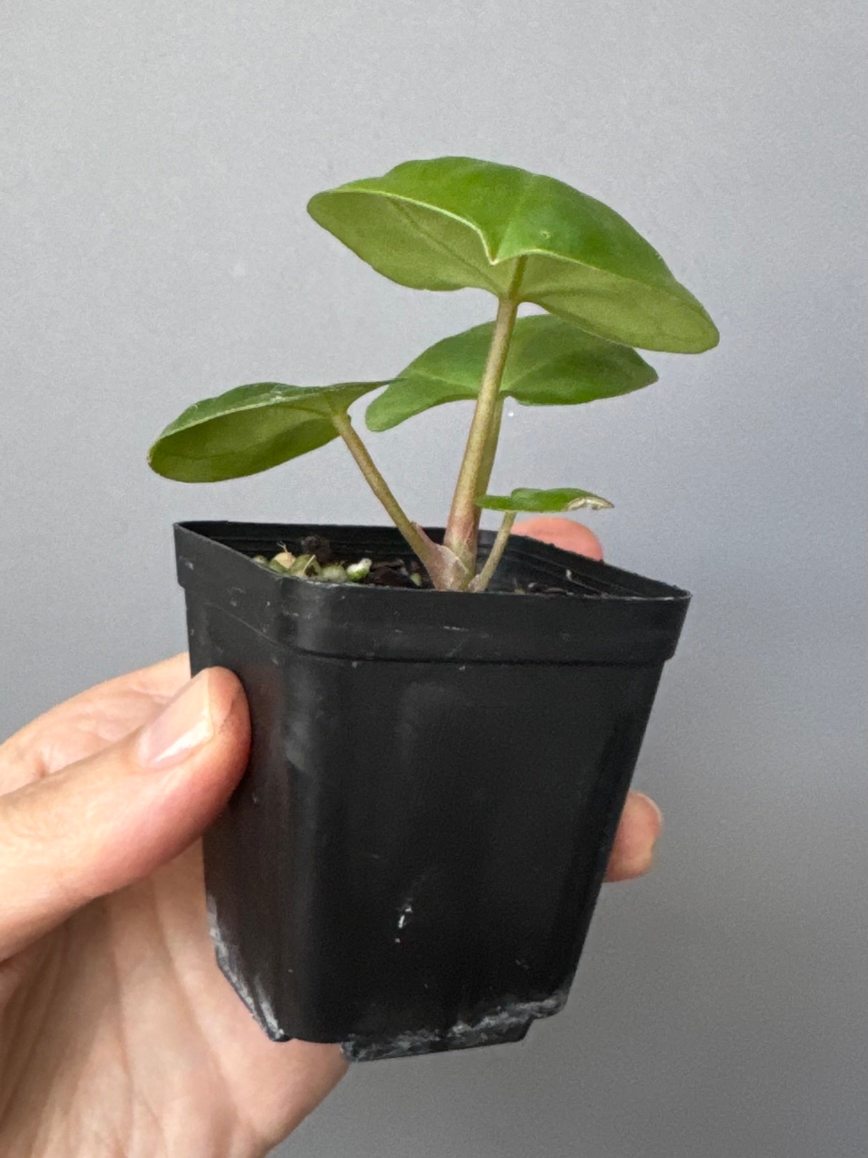 Anthurium Indo dressleri xself