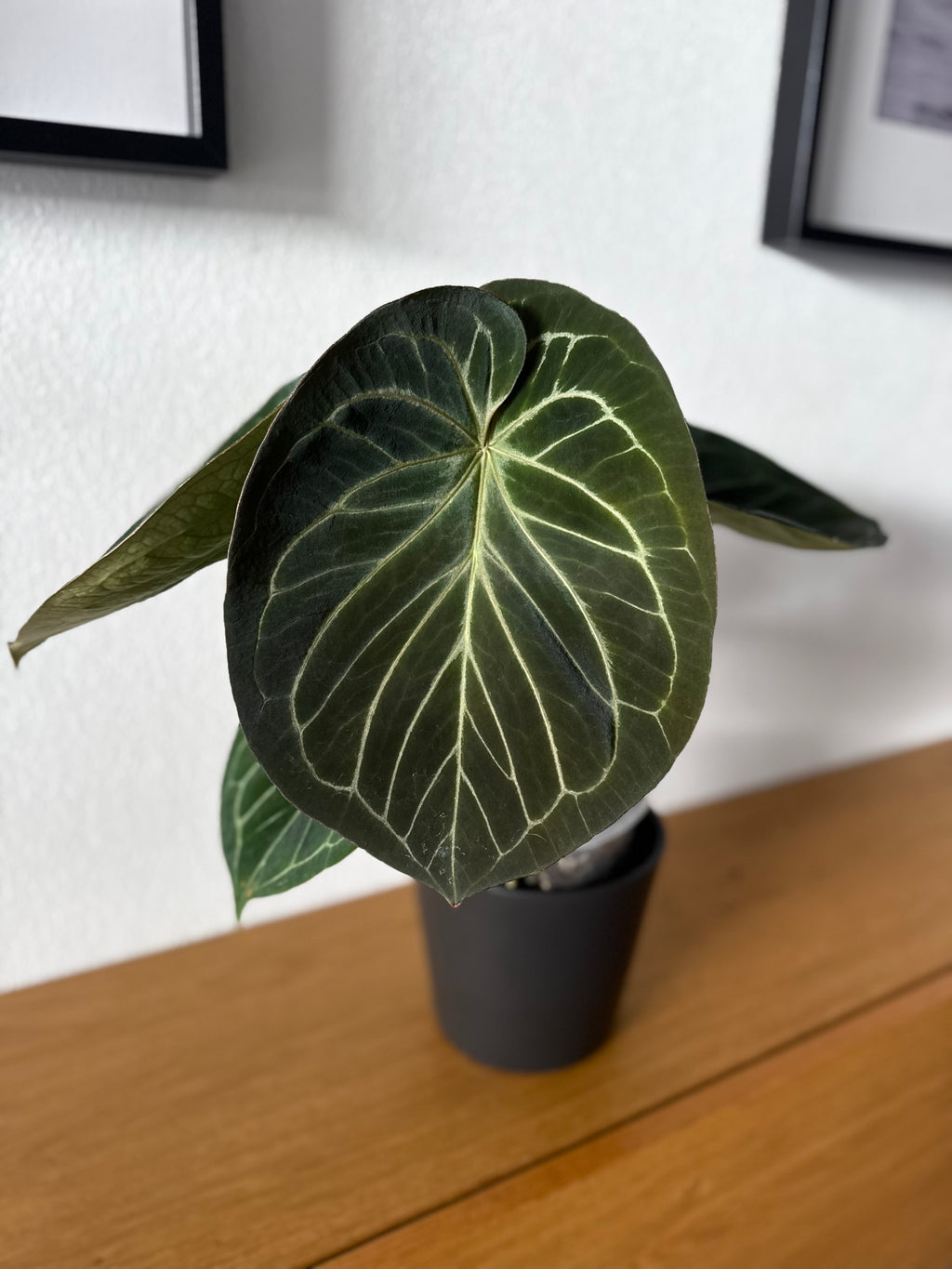 Anthurium King of Spades KOS/HU (#1)