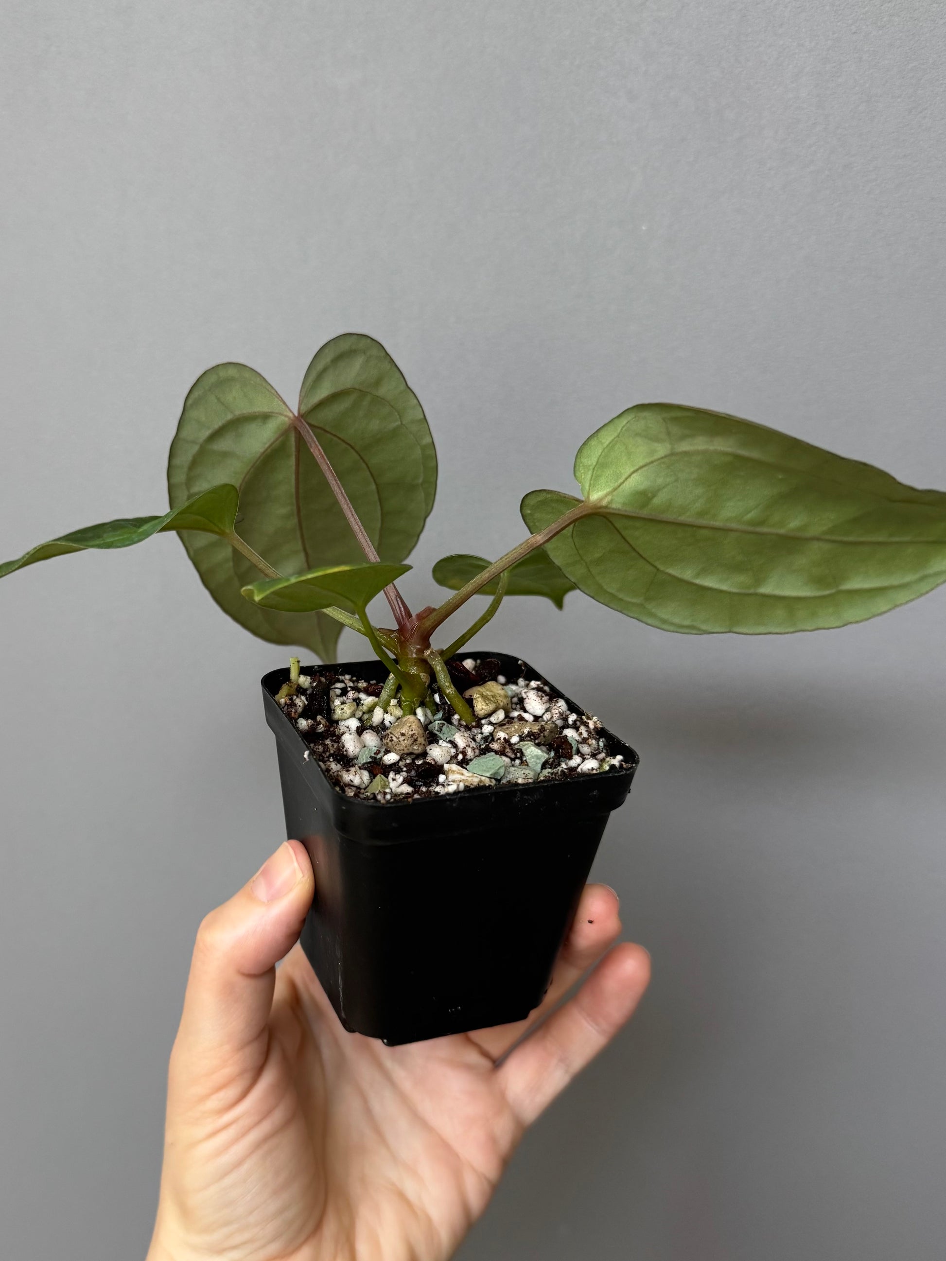 Anthurium (Papillilaminum Daniel x Besseae aff.) x  (NSE Red Crystallinum x Carlablackiae)