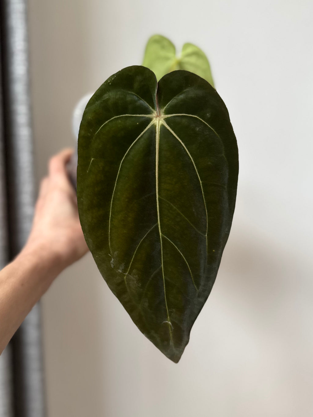 Anthurium carlablackiae RA13 x BVEP OG1 (#1) - cutting