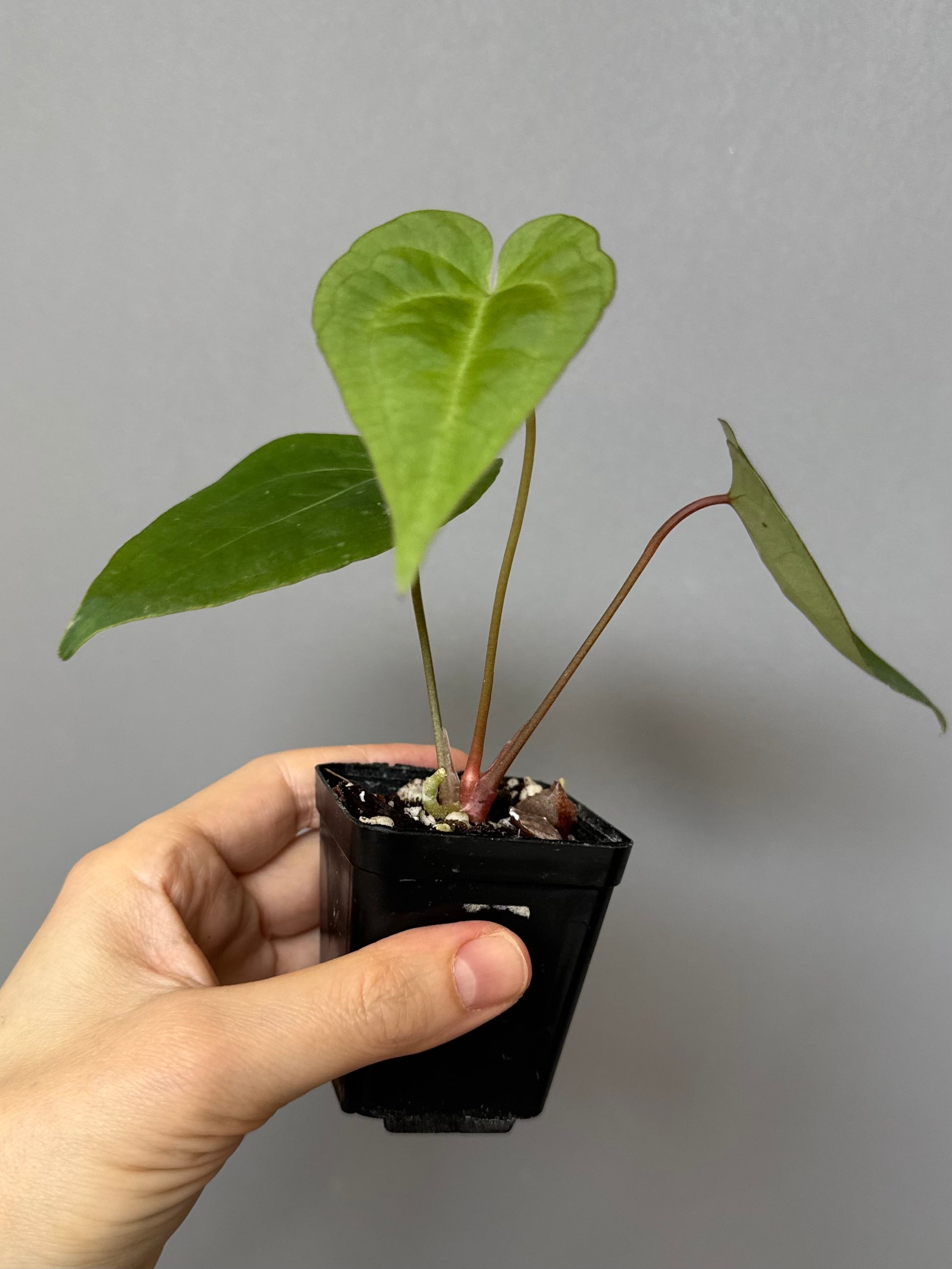 Anthurium NoID x (AOS x forgetii)