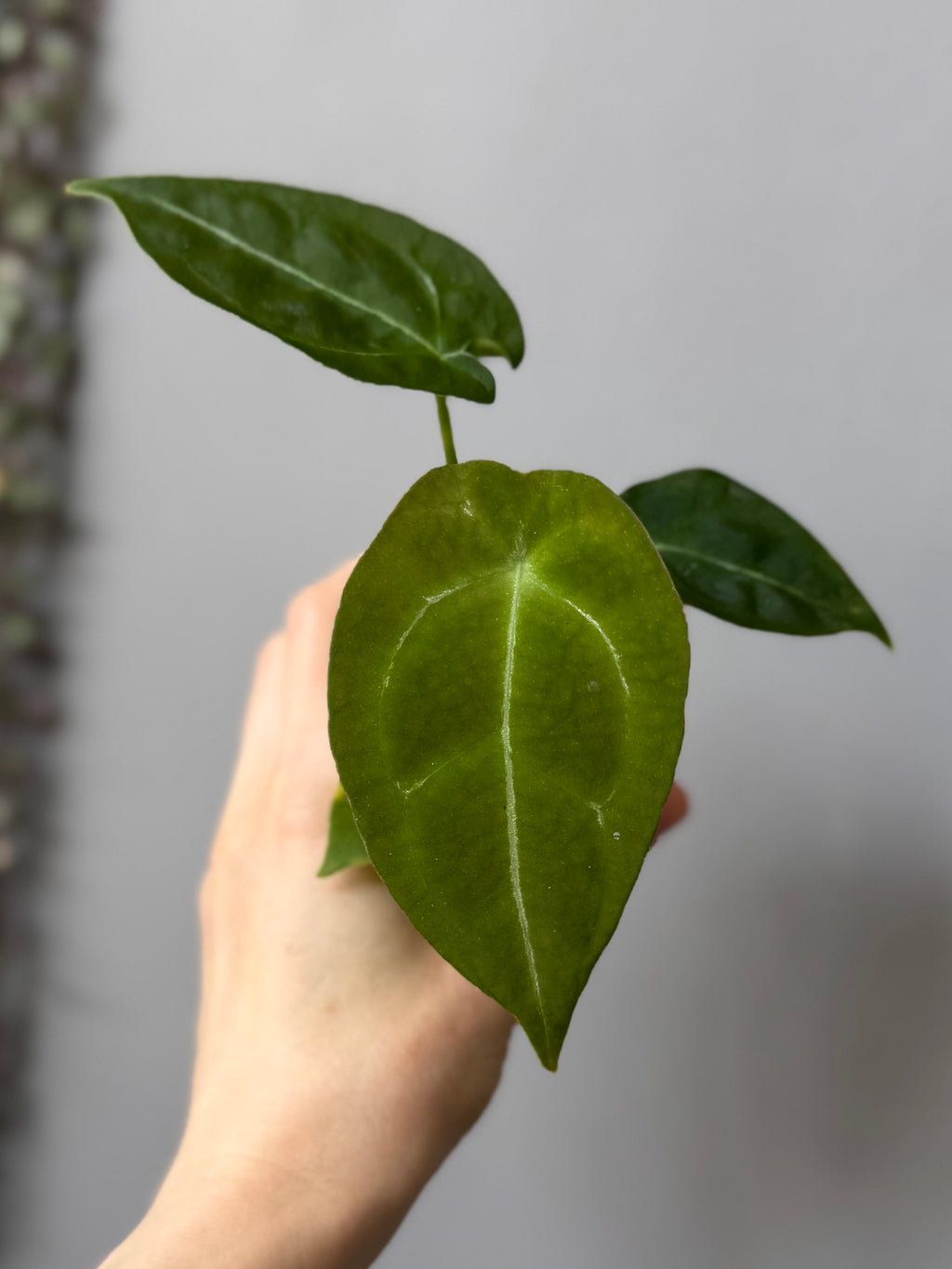 Anthurium forgetii (White Stripes x Dark Form)