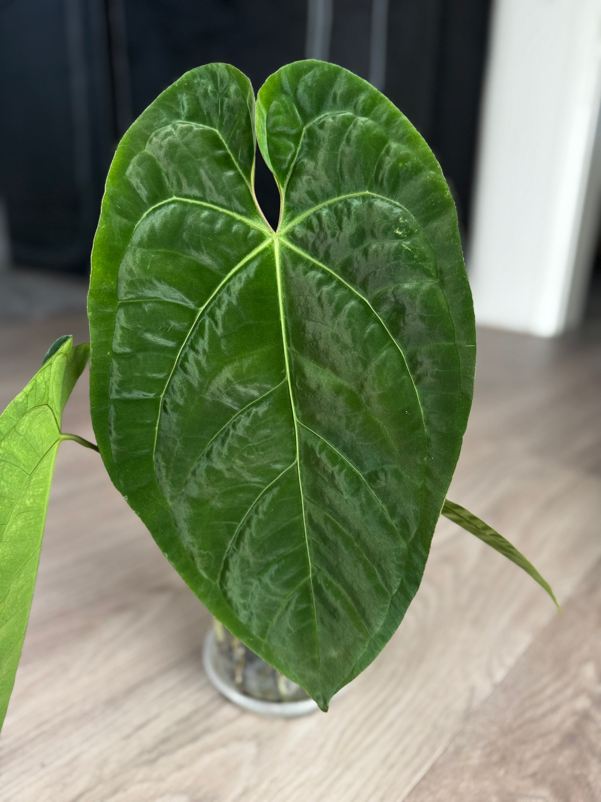 (SKG Pink Lemonade x Papillilaminum (long x long bullate)) x  RVDP Clone - one leafer