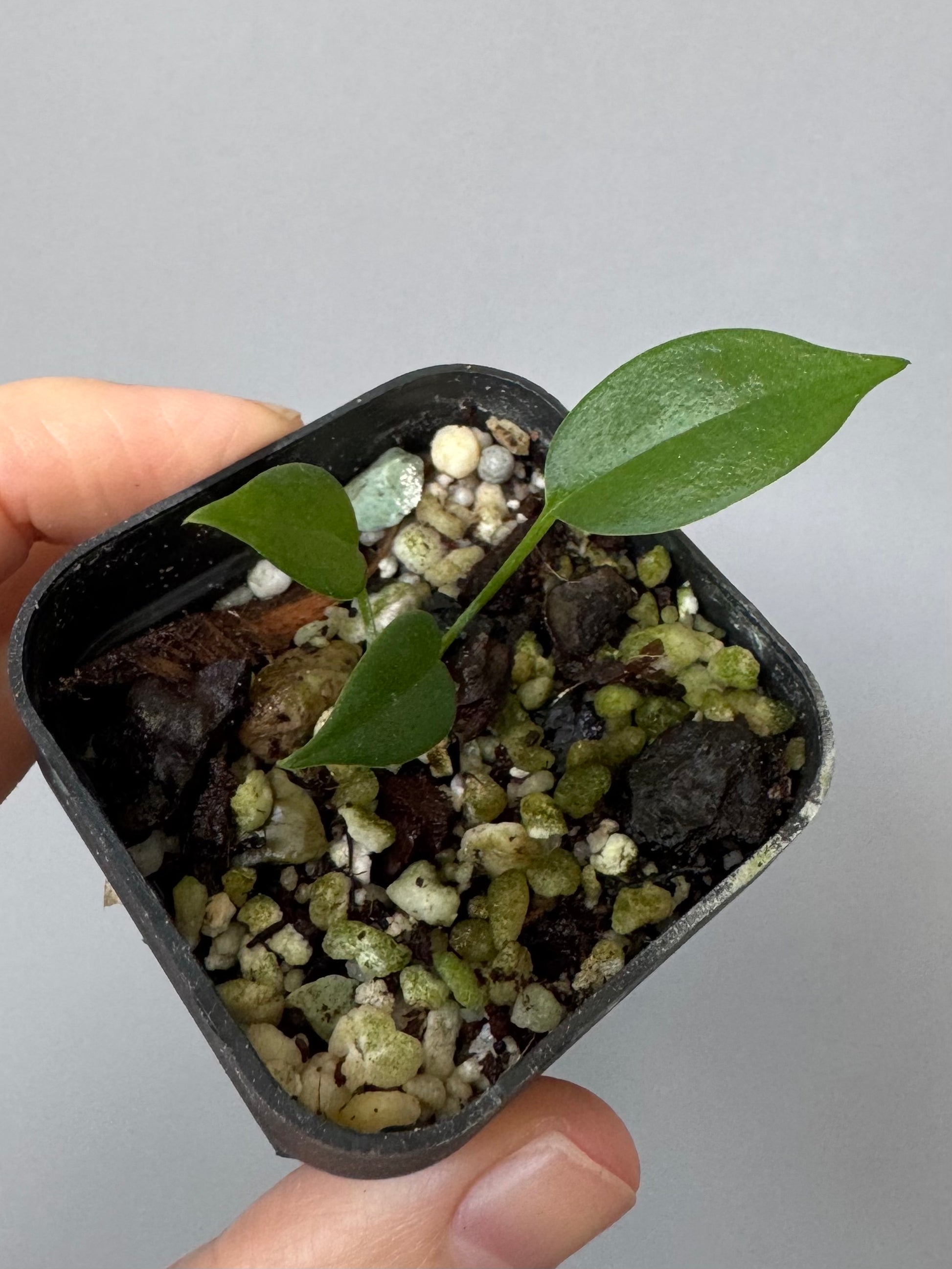 Anthurium wendlingeri