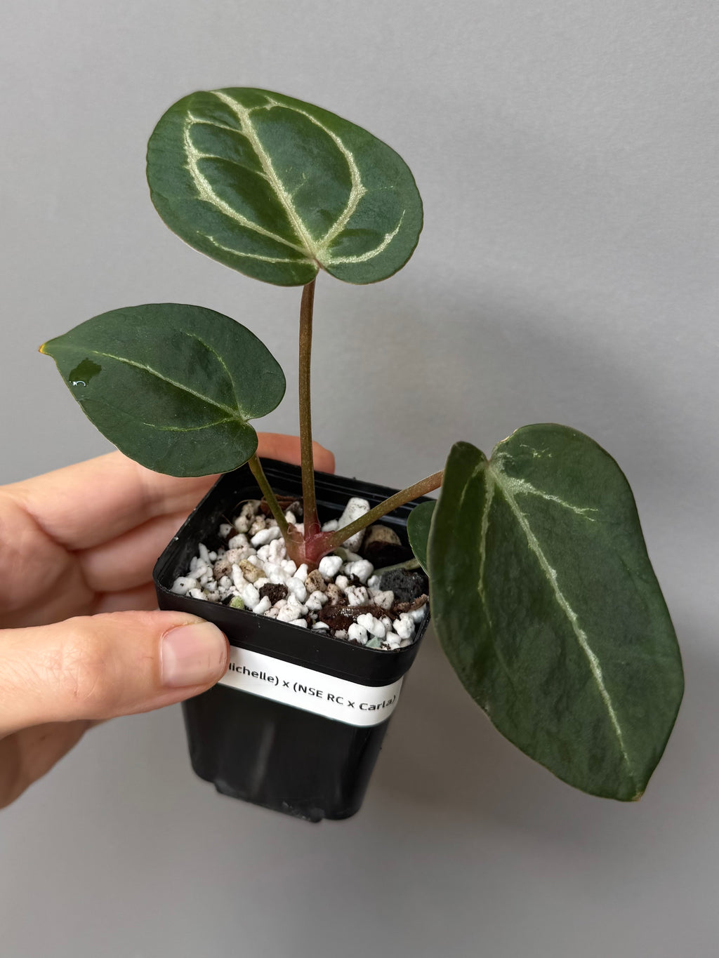 Anthurium (ZxM) x  (NSE Red Crystallinum x Carlablackiae)