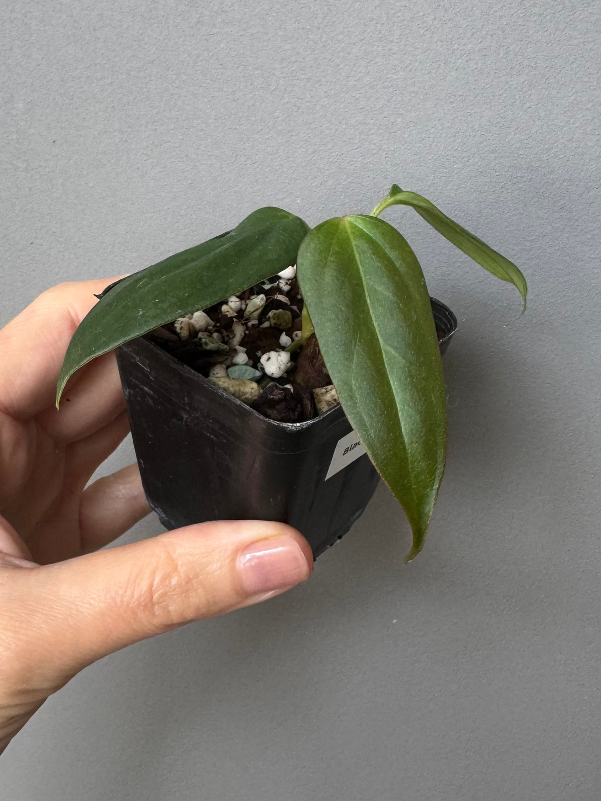 Anthurium Black War (Black Sweet x warocqueanum, von diamondplants_)